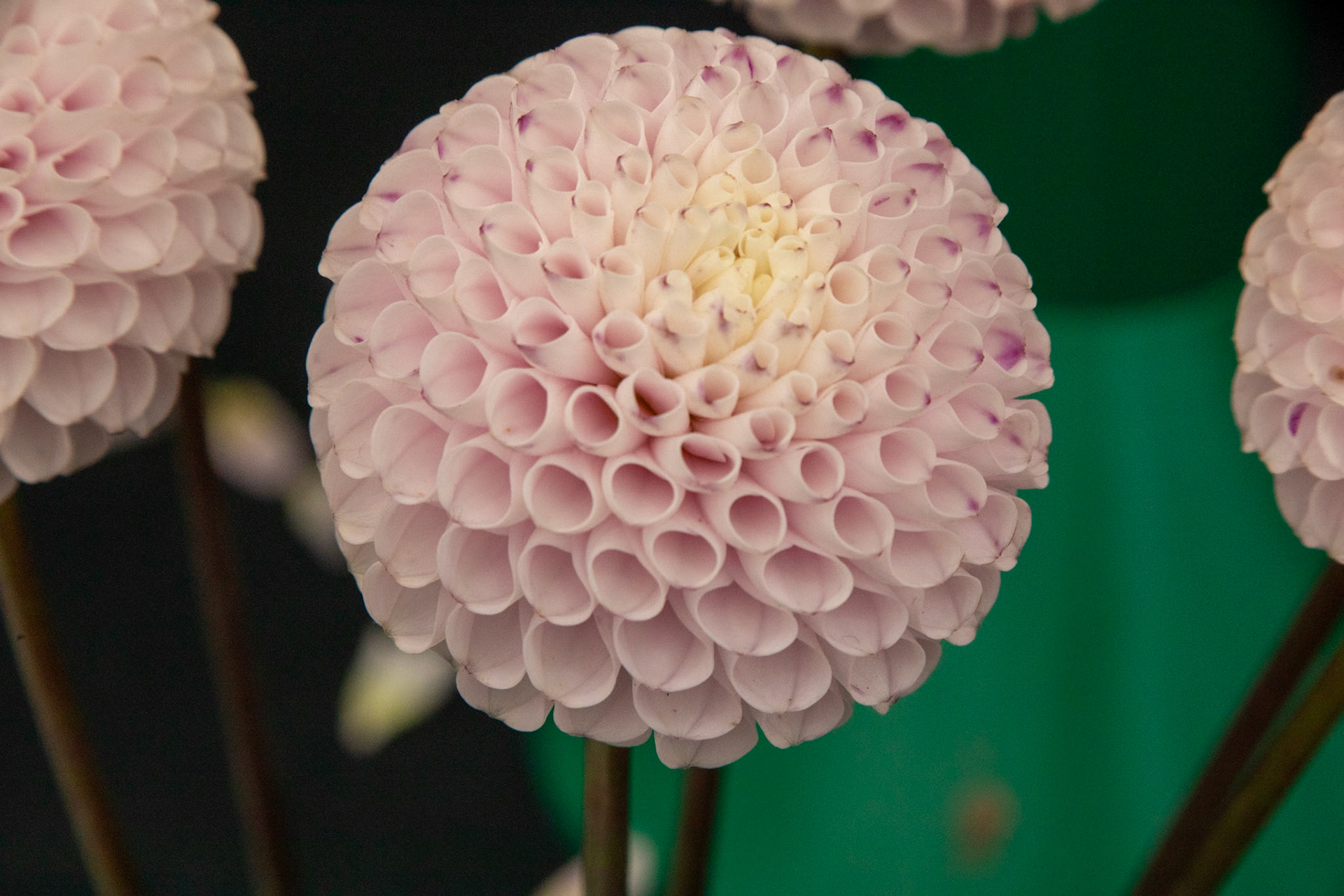 2023-09-05 13:41:08_TAMRON 28-300mm F/3.5-6.3 Di VC PZD A010_f/18_1/320 sec_Dahlia cultivar – Ball or Pompon type_Portsmouth Road_Woking_England_51°18'55.188" N 0°28'27.1452" W