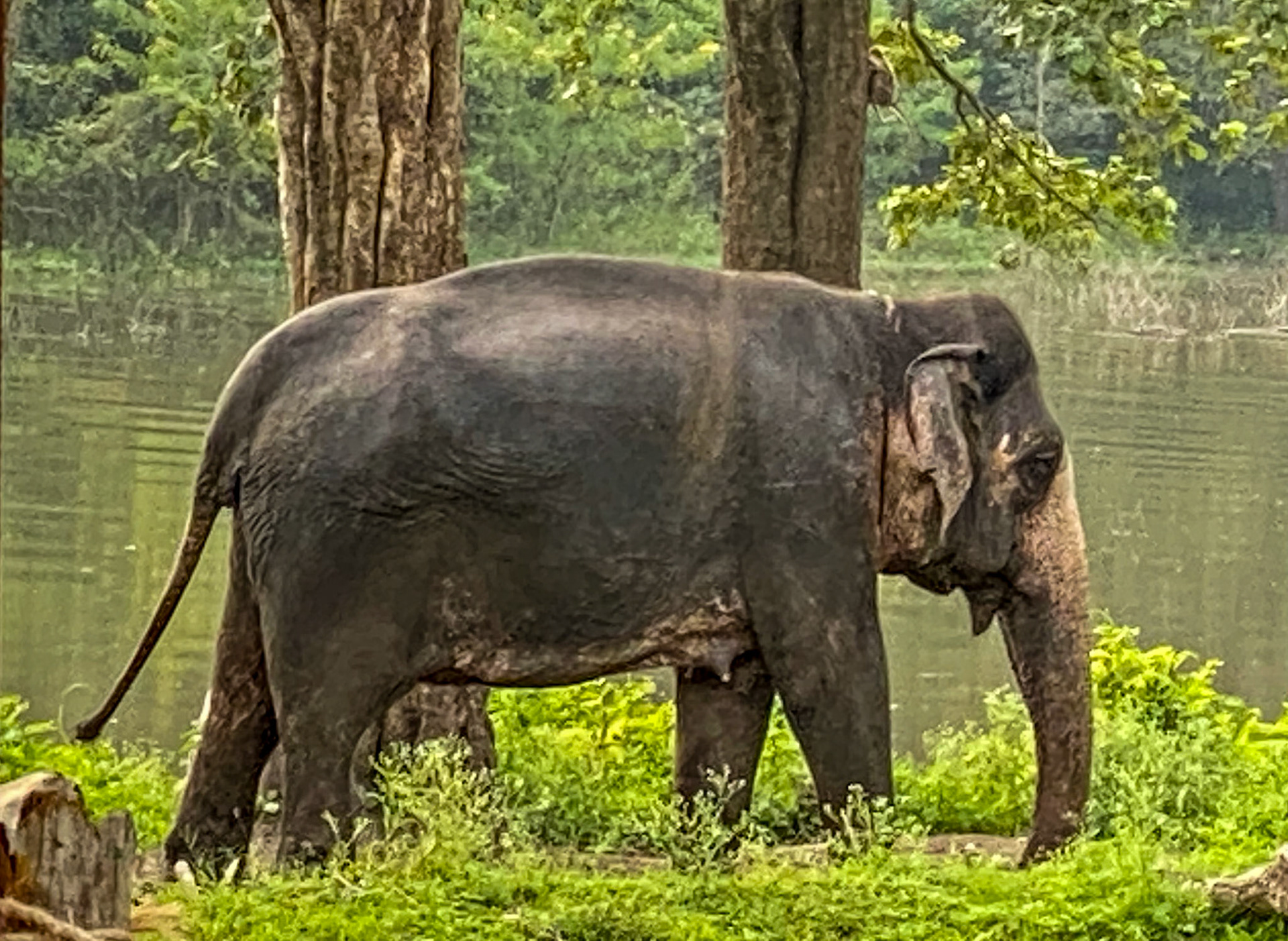 Indian Elephant__2022-10-22__Apple__iPhone 11 Pro__ iPhone 11 Pro back triple camera 6mm f/2__f/2__1/120 sec__Bandipur National Park____India__