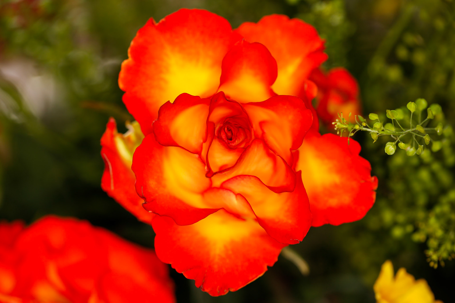 2024-03-27 16:43:10_EF100mm f/2.8L Macro IS USM_f/4_1/60 sec_Rose (Rosa cultivar)_____