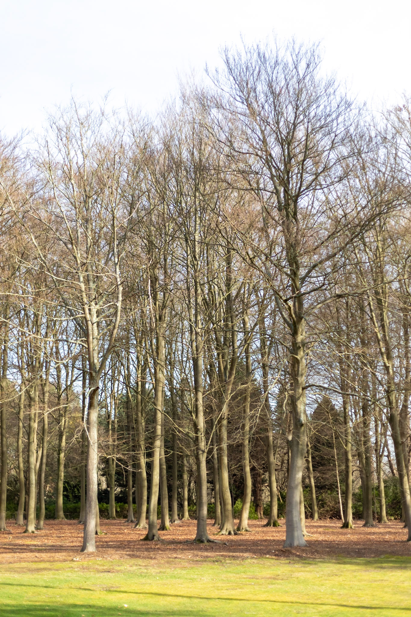 2023-02-05 14:16:55_EF50mm f/1.8 STM_f/1.8_1/1000 sec_?Fagus sylvatica — European Beech__The Valley Gardens_Old Windsor_England_51°24'56.628" N 0°36'1.1088" W