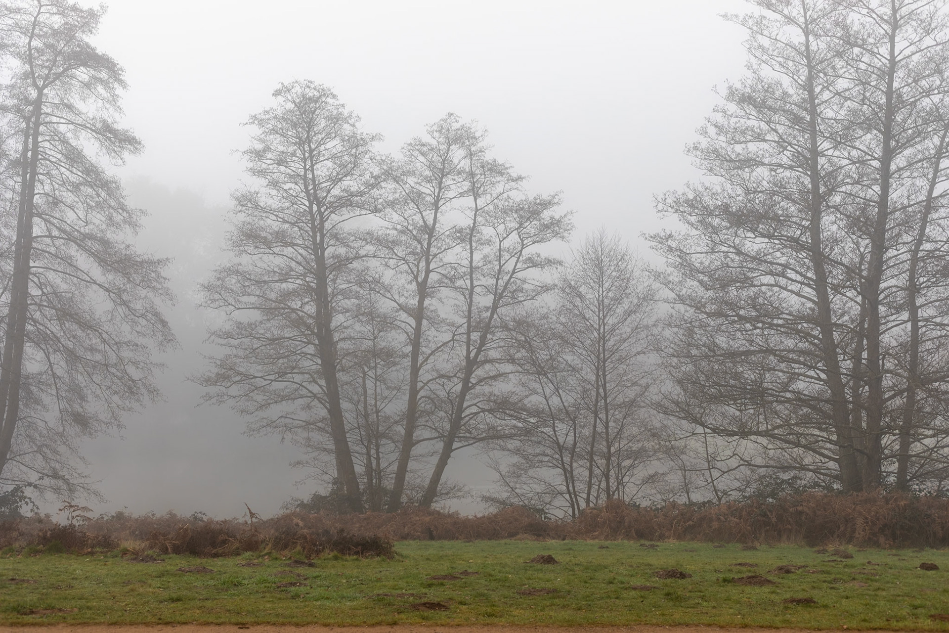 _2023-02-07__Canon__Canon EOS 5D Mark IV__ EF50mm f/1.8 STM__f/7.1__1/250 sec__The Valley Gardens__Old Windsor__England__51°24'51.9048" N 0°36'41.562" W
