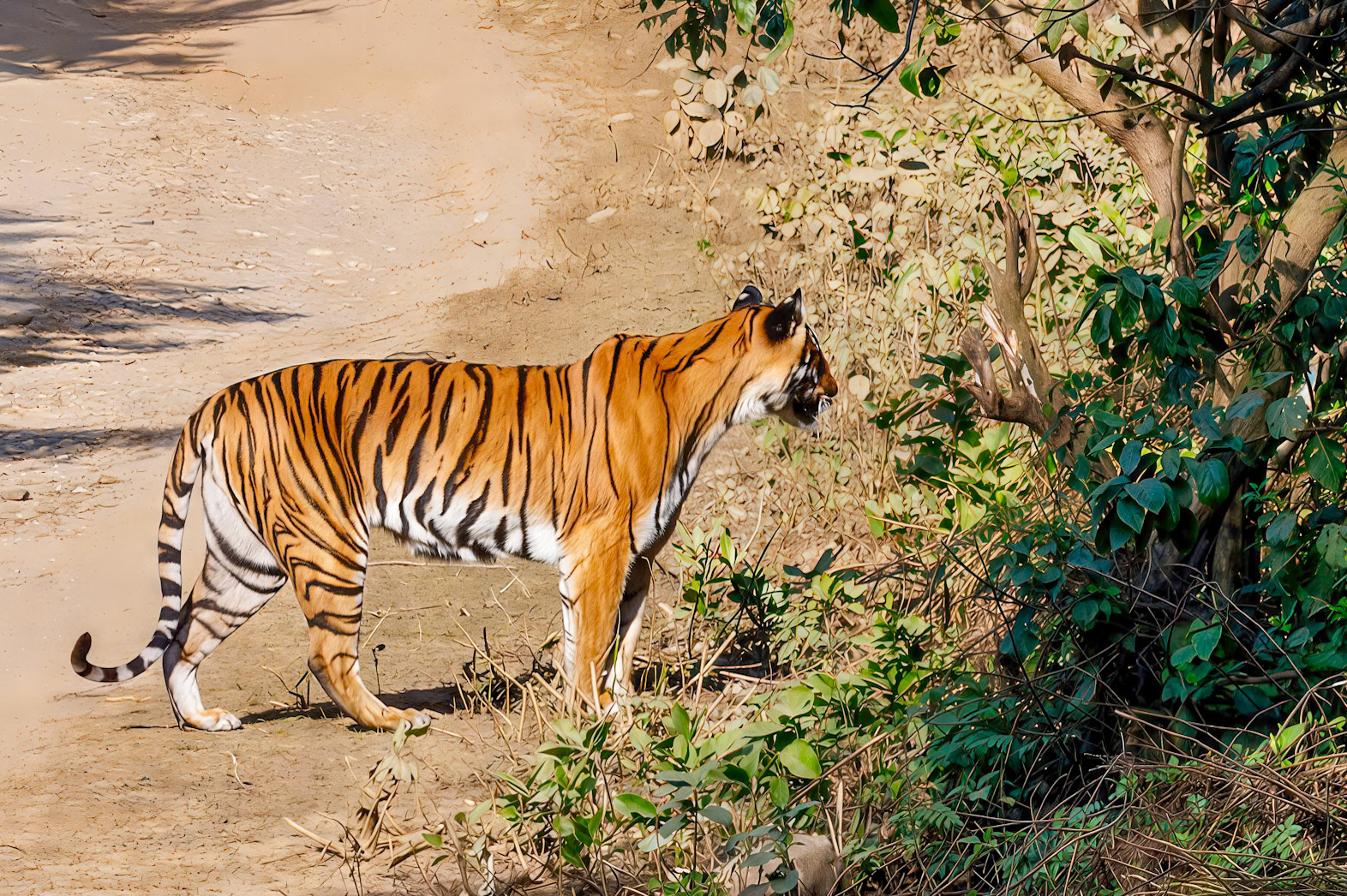 Tiger__2025-12-02______ 100.0 - 500.0 mm____________