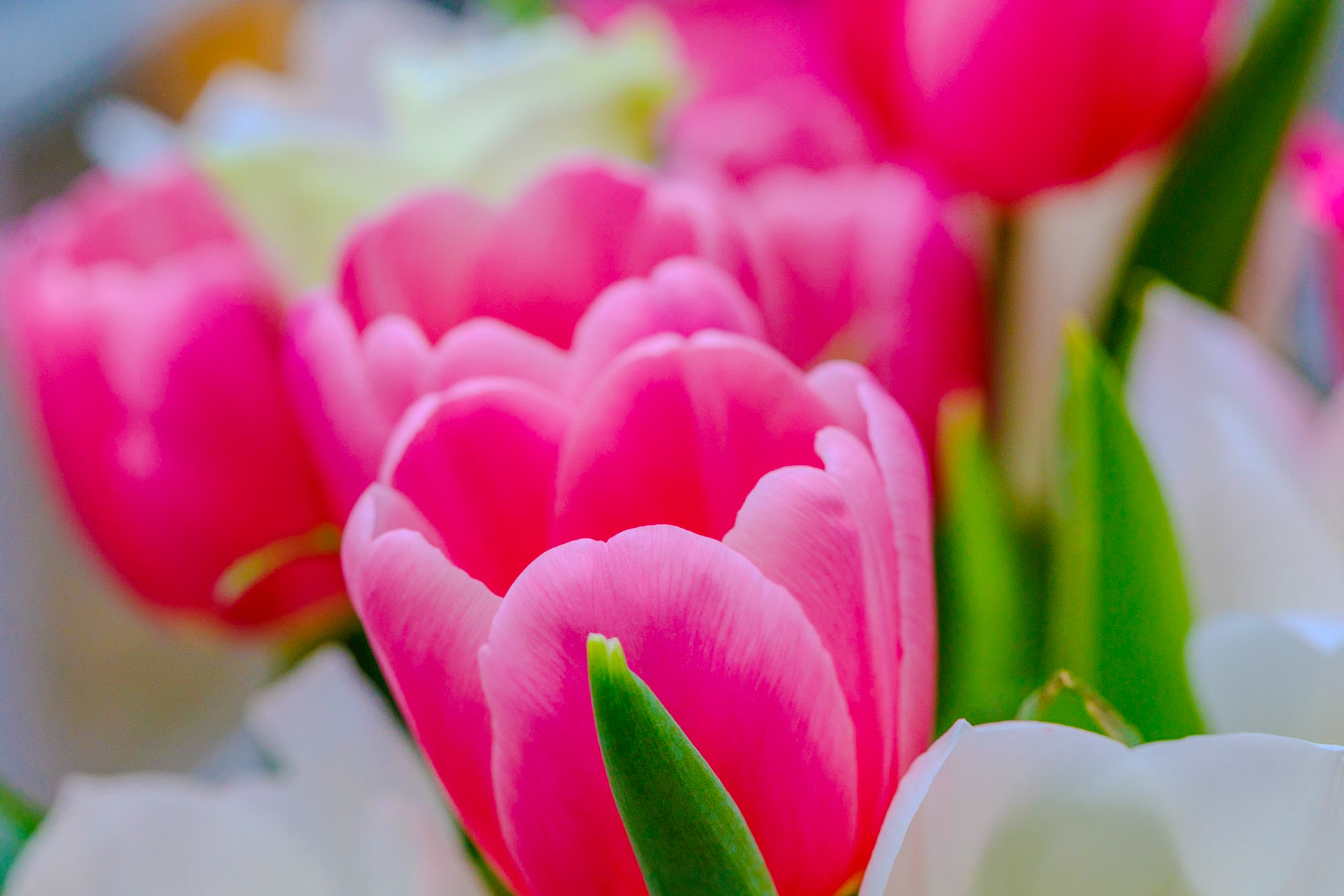 _2025-04-14__Canon__Canon EOS R3__ EF100mm f/2.8L Macro IS USM__f/7.1__1/640 sec________