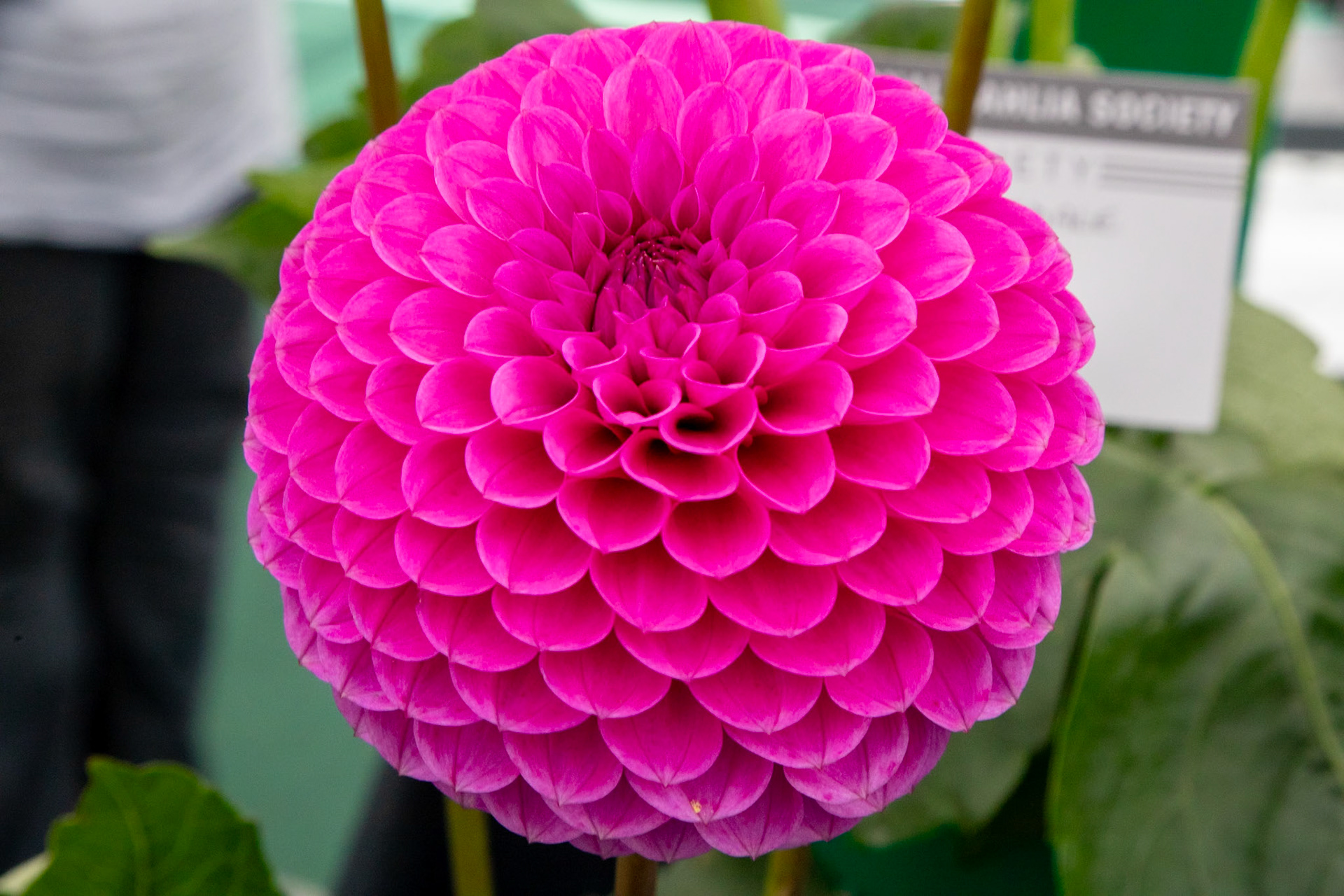 2023-09-05 13:37:41_TAMRON 28-300mm F/3.5-6.3 Di VC PZD A010_f/18_1/100 sec_Dahlia cultivar – Ball or Pompon type_Portsmouth Road_Woking_England_51°18'55.1808" N 0°28'26.9292" W