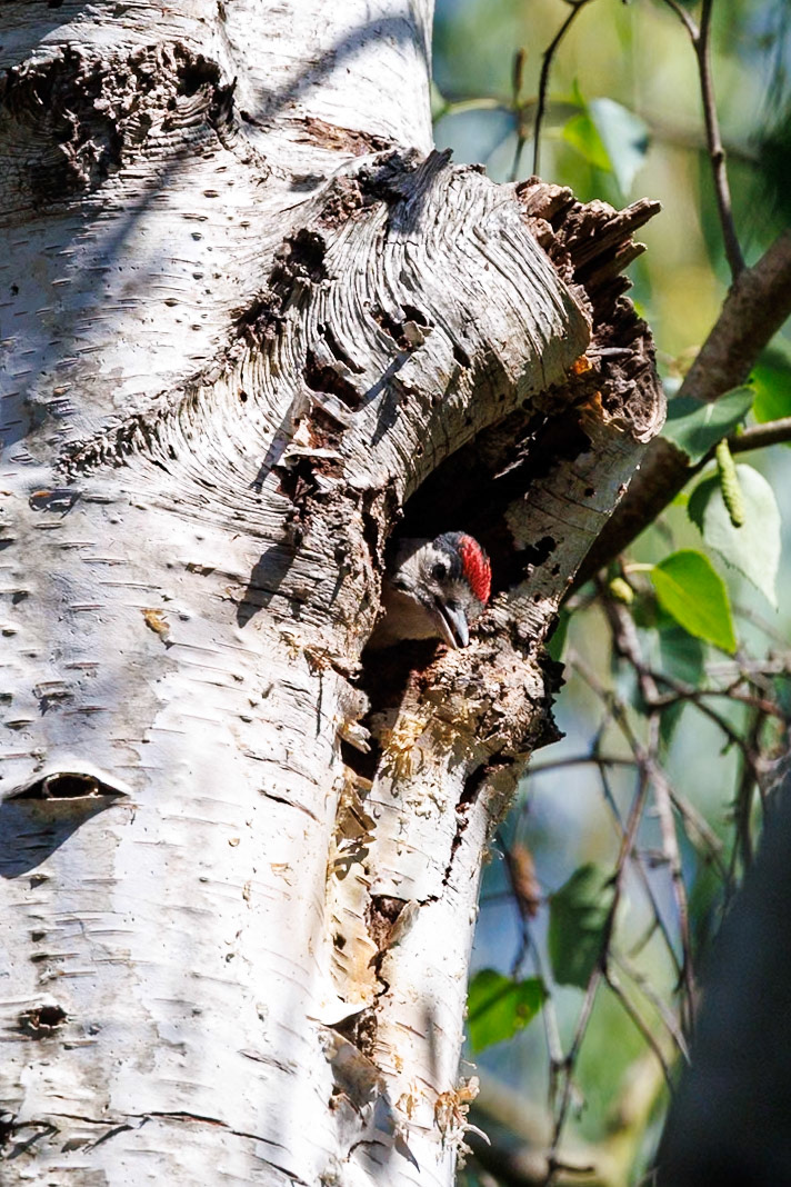 Great Spotted Woodpecker__27/05/2026 15:33:30.700__Canon__Canon EOS R3__ RF100-500mm F4.5-7.1 L IS USM__f/8__1/2500 sec__Old School Court__Wraysbury__England__51°27'18.9828" N 0°33'19.3788" W