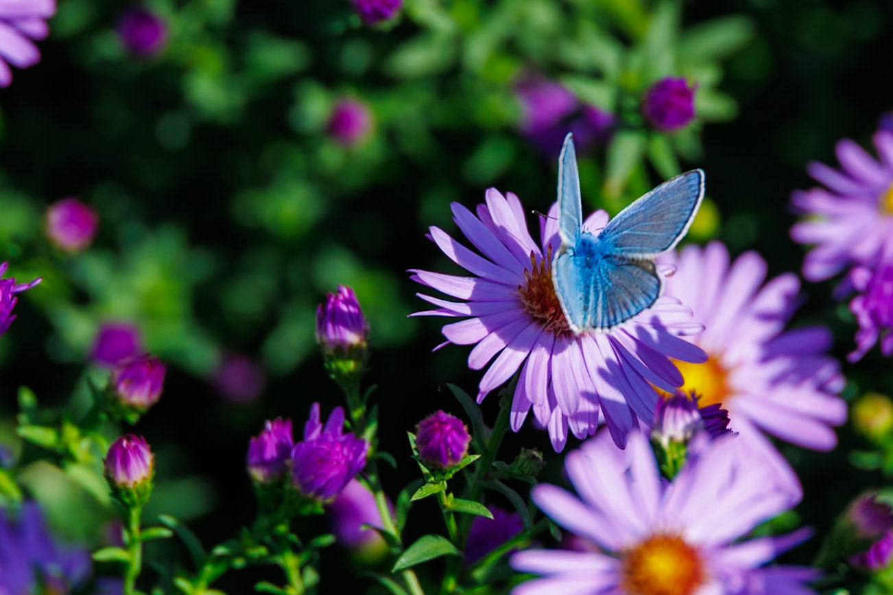 Common Blue on Zinnia__2024-09-25__Canon__Canon EOS R3__ RF24-240mm F4-6.3 IS USM__f/6.3__1/250 sec__Mihanovićeva ulica__City of Zagreb__Croatia__45°48'15.876" N 15°58'24.0168" E