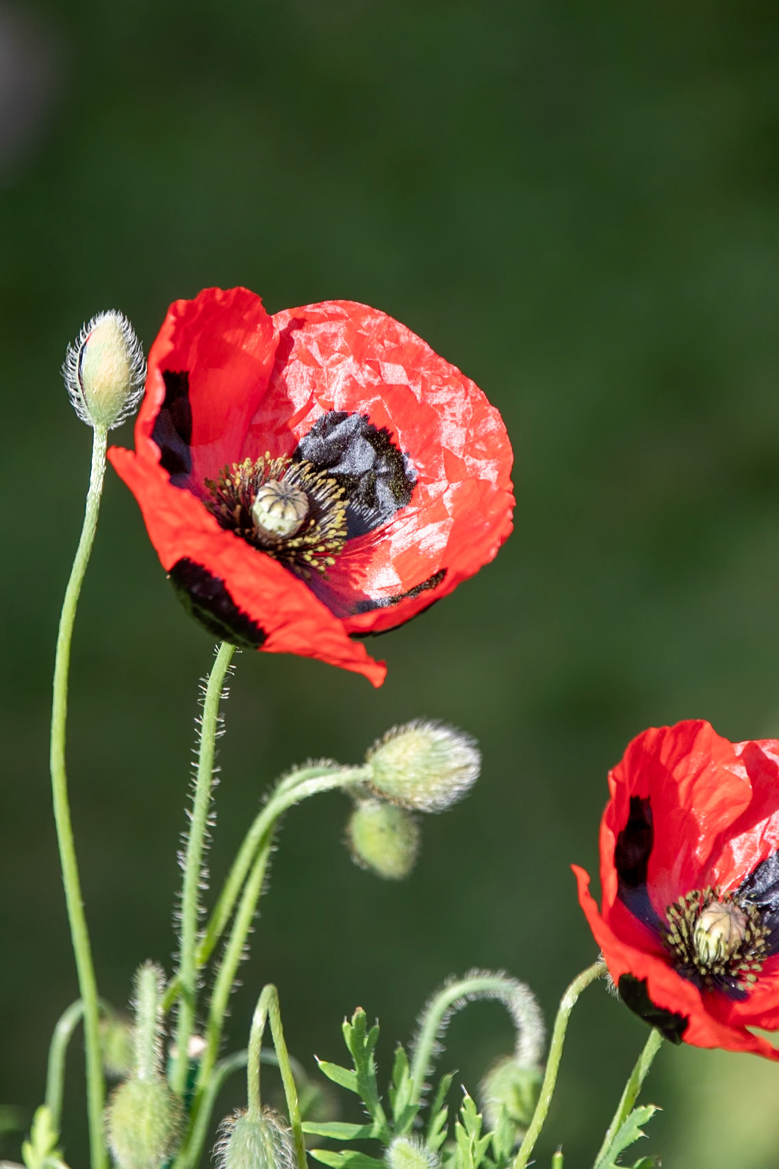 2023-09-05 14:09:01_TAMRON 28-300mm F/3.5-6.3 Di VC PZD A010_f/6.3_1/250 sec_Papaver commutatum – Ladybird Poppy_Portsmouth Road_Woking_England_51°18'53.424" N 0°28'37.1928" W