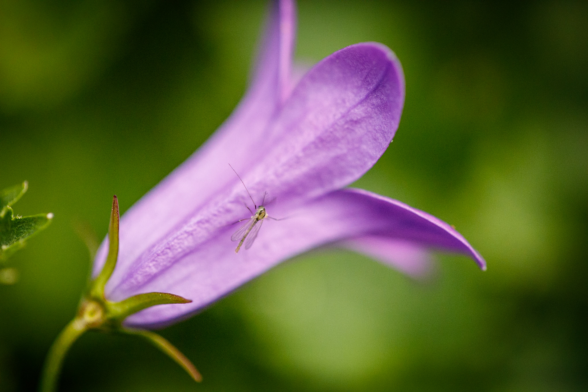 2024-06-06 11:50:56_EF100mm f/2.8L Macro IS USM_f/3.2_1/8000 sec_Staines Road_Wraysbury_England_51°27'19.2312" N 0°33'18.4428" W