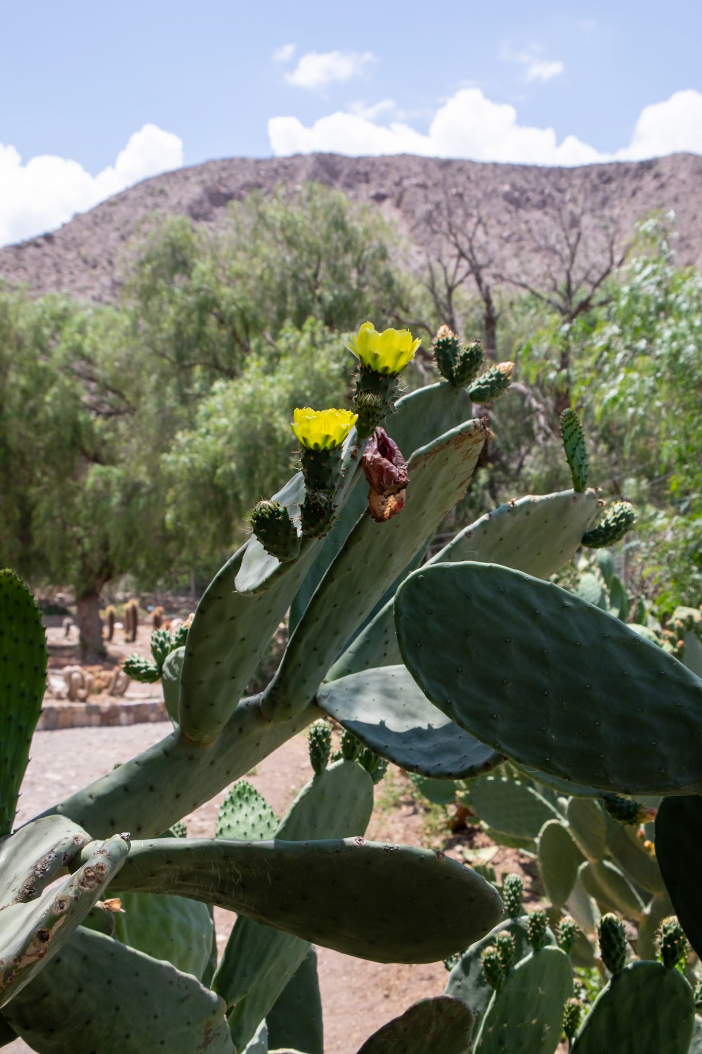 2023-11-08 16:08:48_TAMRON 28-300mm F/3.5-6.3 Di VC PZD A010_f/14_1/60 sec_Opuntia ficus-indica – Prickly Pear_Pasaje Simón Carrillo_Municipio de Tilcara_Argentina_23°35'3.5592" S 65°24'0.7848" W