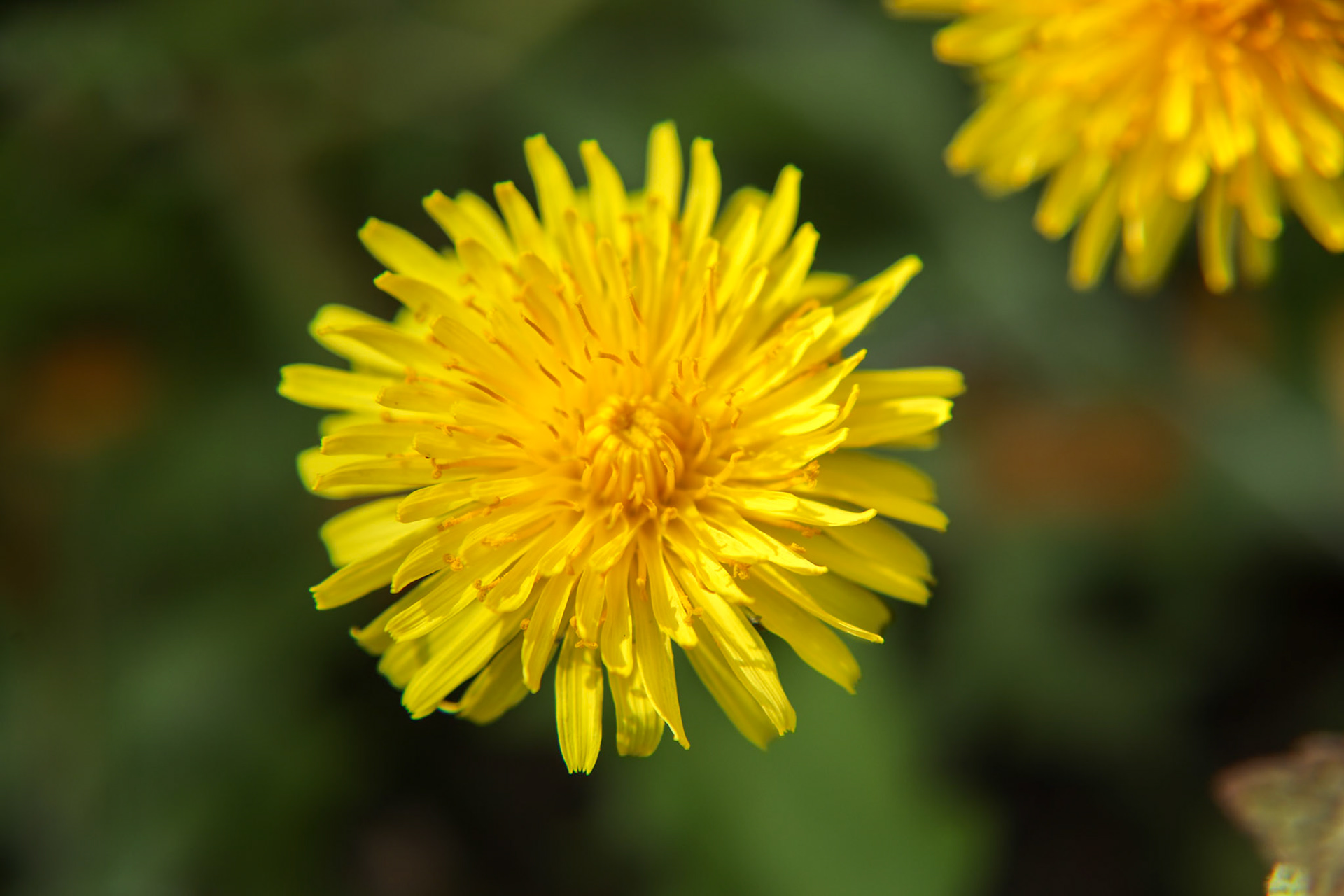 2023-04-19 15:01:00_TAMRON 28-300mm F/3.5-6.3 Di VC PZD A010_f/8_1/200 sec_Dandelion_____