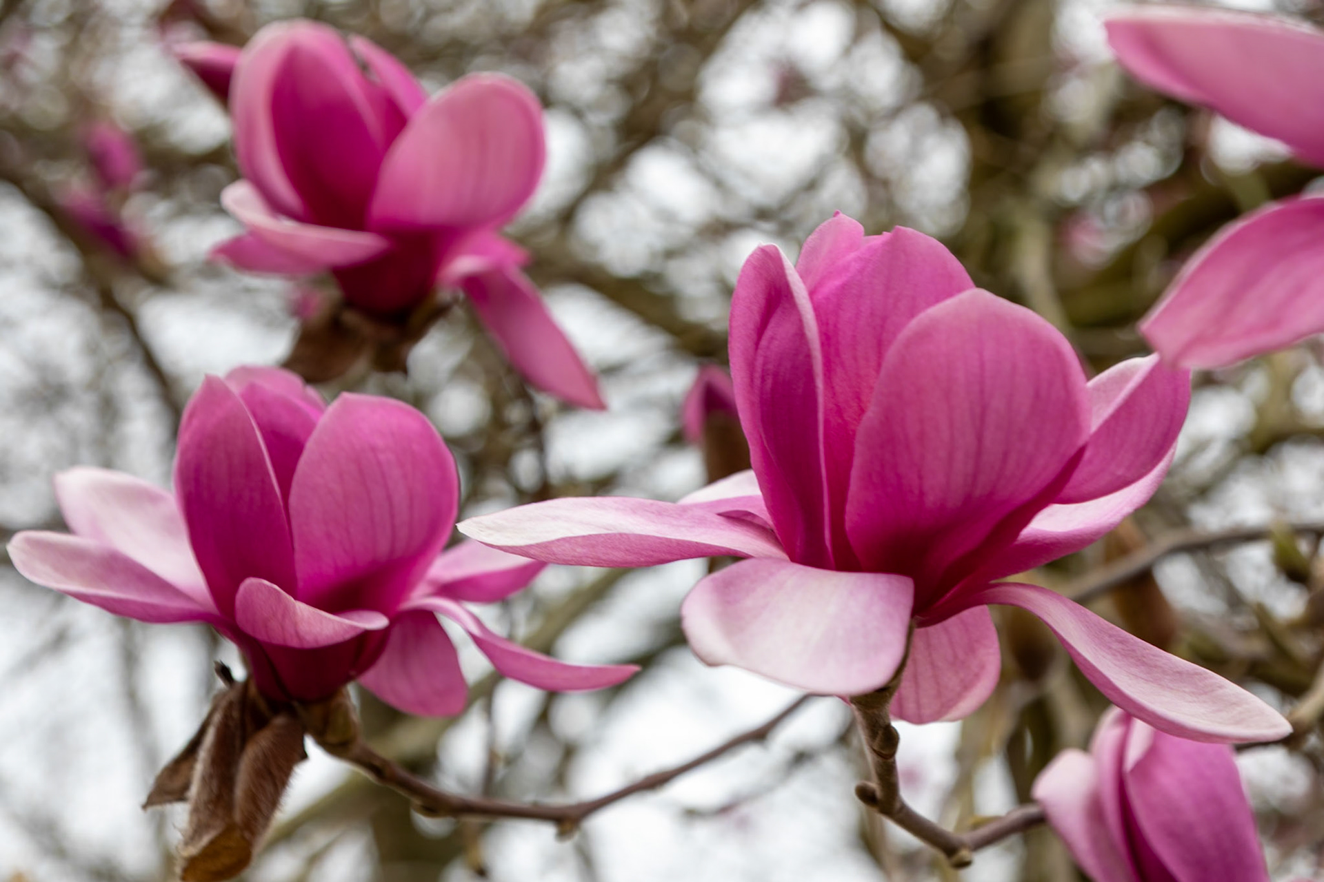 _2023-03-20__Canon__Canon EOS 5D Mark IV__ TAMRON 28-300mm F/3.5-6.3 Di VC PZD A010__f/6.3__1/100 sec__The Valley Gardens__Old Windsor__England__51°24'54.468" N 0°36'29.9772" W