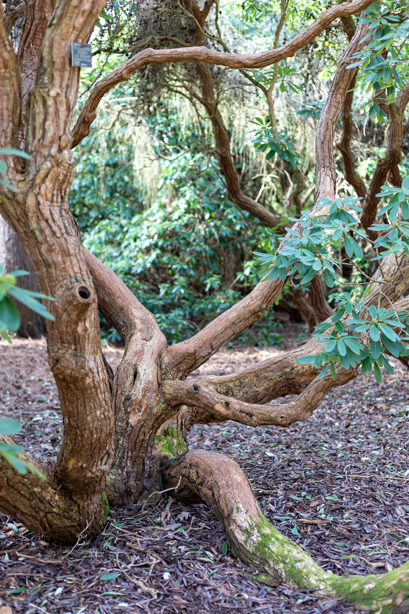 2023-02-05 14:31:00_EF50mm f/1.8 STM_f/2.8_1/40 sec_?Rhododendron ponticum__The Valley Gardens_Old Windsor_England_51°24'46.0188" N 0°35'48.9228" W