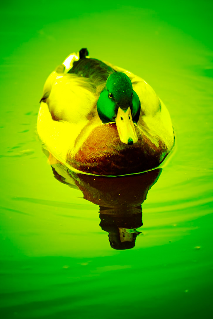 Mallard__2025-01-14__Canon__Canon EOS R3__ RF70-200mm F2.8 L IS USM__f/2.8__1/200 sec__Rhododendron Ride__Borough of Runnymede__England__51°25'22.6632" N 0°35'40.668" W
