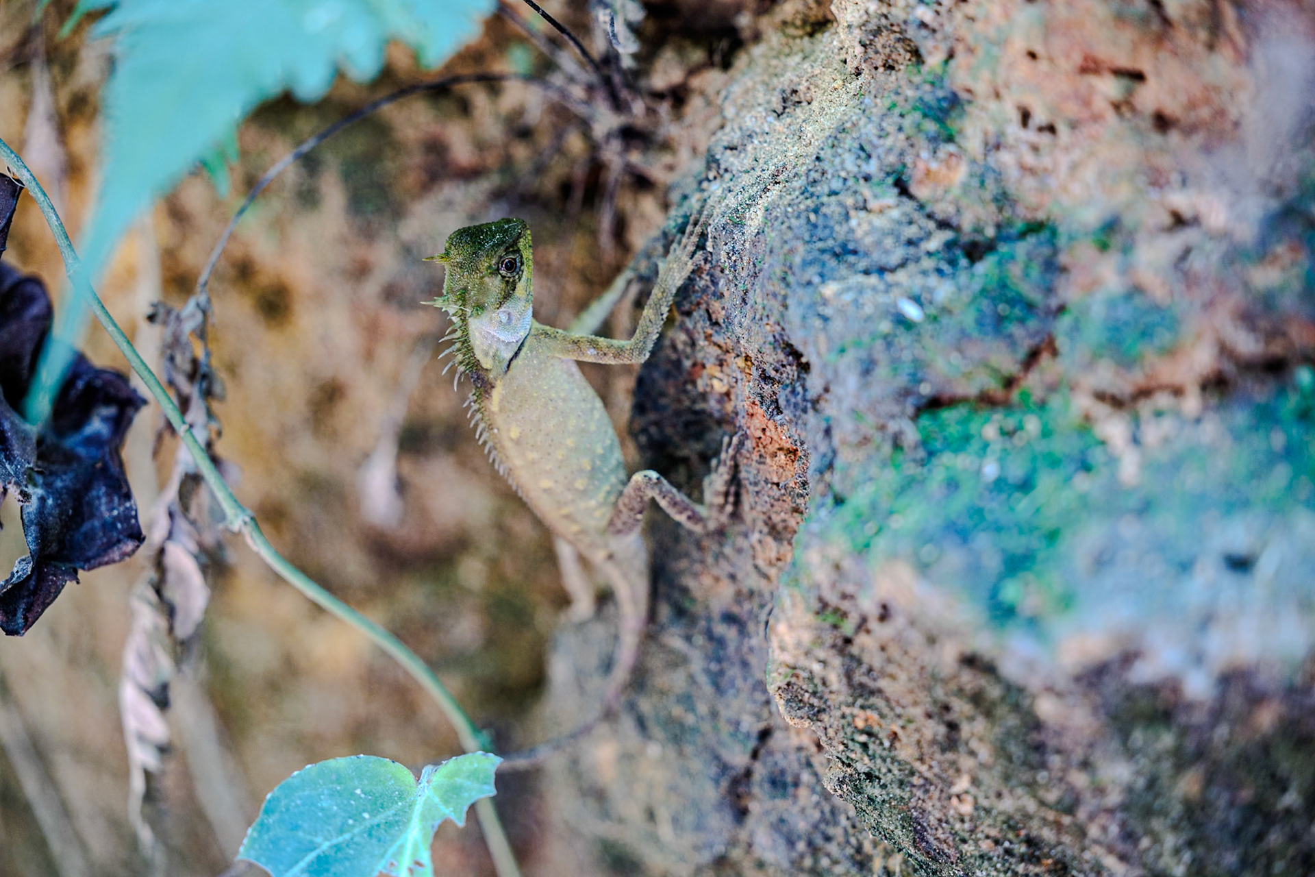 2025-02-11 10:41:54_RF70-200mm F2.8 L IS USM_f/2.8_1/40 sec___Thailand_8°54'59.1552" N 98°31'37.1208" E