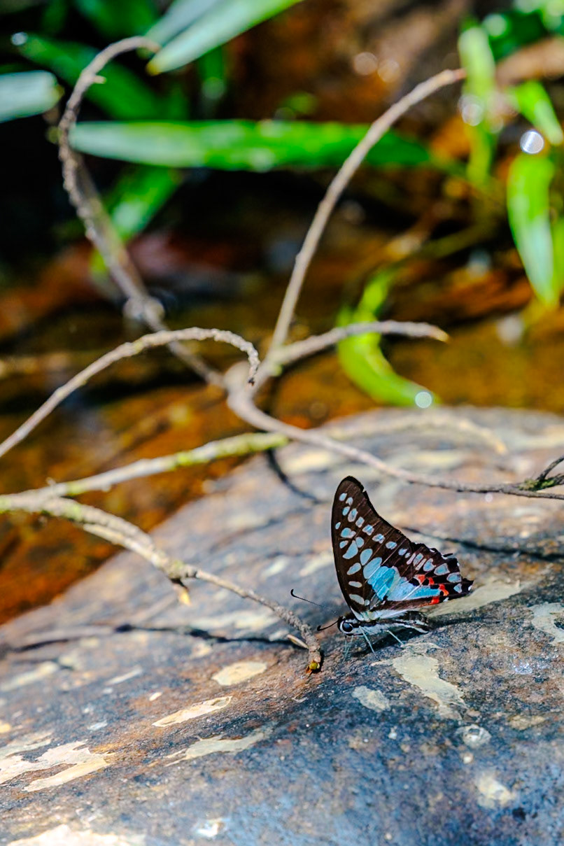 Common Jay__2025-02-11__Canon__Canon EOS R3__ RF70-200mm F2.8 L IS USM__f/4.5__1/500 sec__Path to Wang Pai Ha____Thailand__8°54'45.894" N 98°30'34.89" E