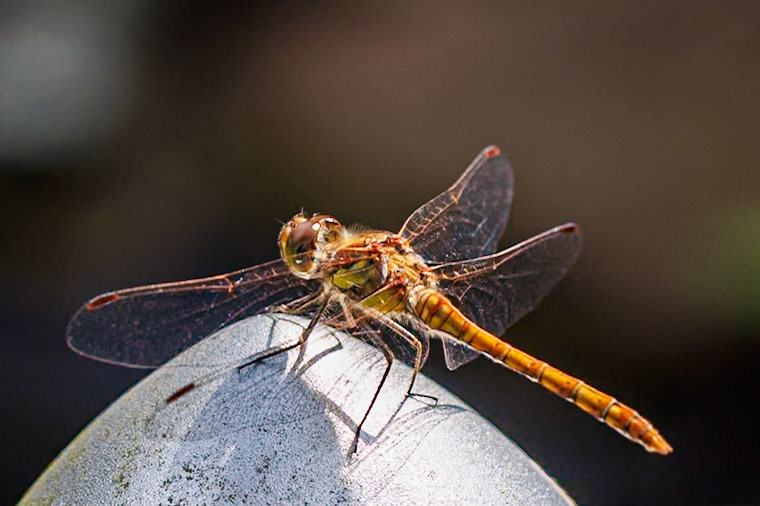 Common Darter__2024-07-24__Canon__Canon EOS R3__ EF100mm f/2.8L Macro IS USM__f/7.1__1/640 sec__Staines Road__Wraysbury__England__51°27'18.6732" N 0°33'19.1412" W