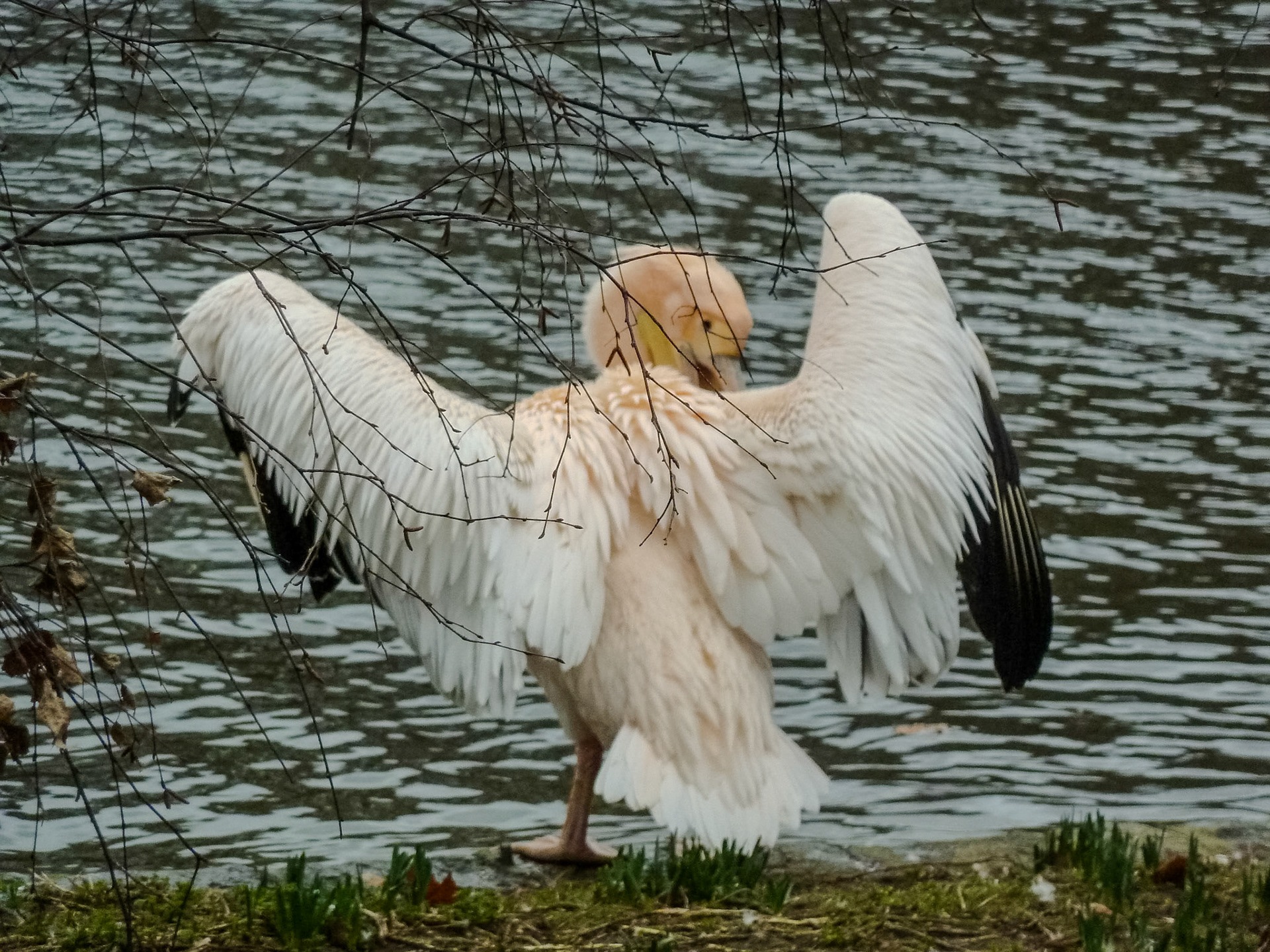 2011-02-05 13:24:04__f/4.8_1/500 sec_St. James's_London_England_51°30'8.2512" N 0°7'59.5416" W