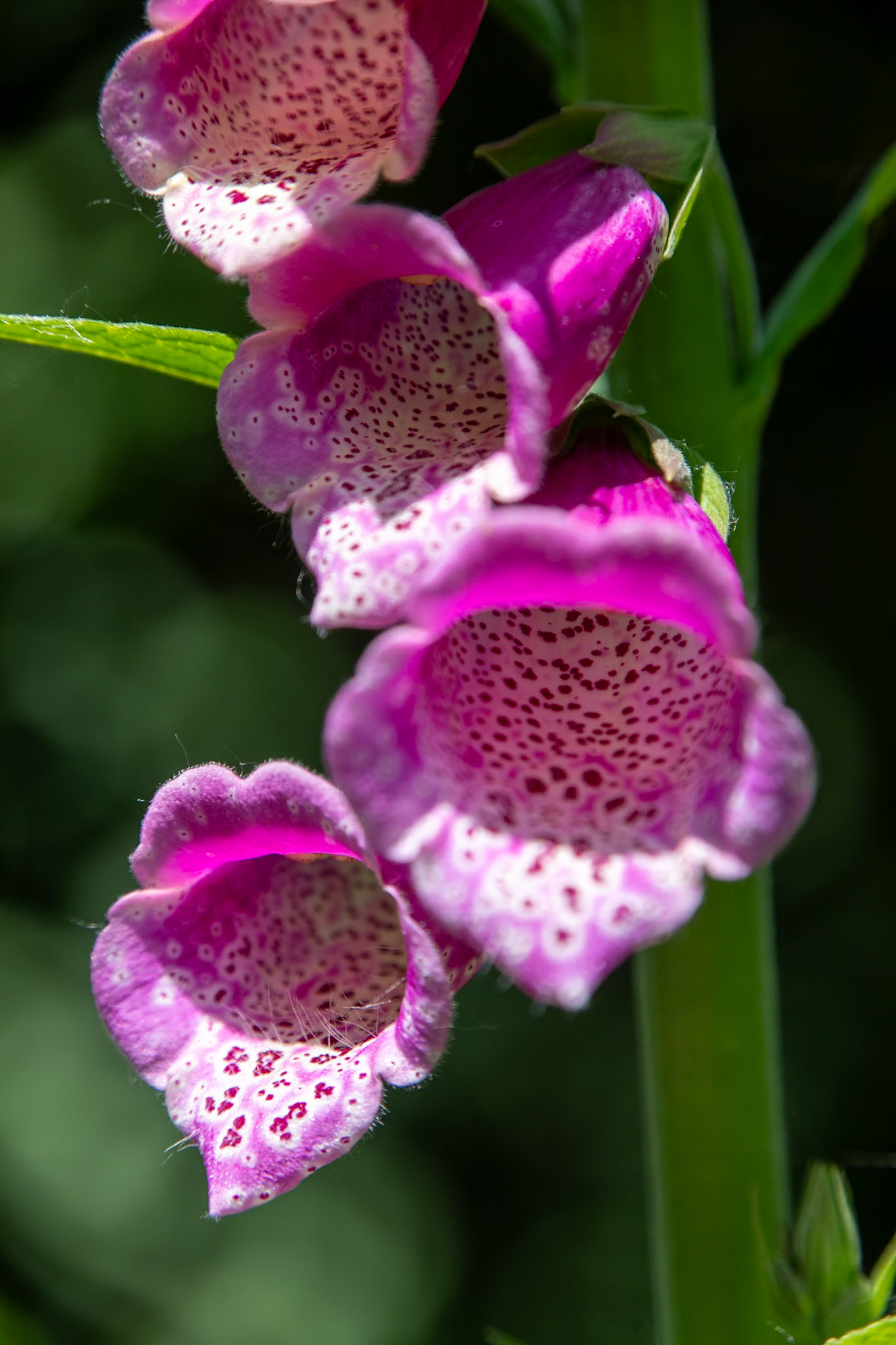 2023-05-26 13:04:50_TAMRON 28-300mm F/3.5-6.3 Di VC PZD A010_f/8_1/320 sec_ID: Digitalis purpurea — Common Foxglove_Staines Road_Wraysbury_England_51°27'18.828" N 0°33'18.0972" W