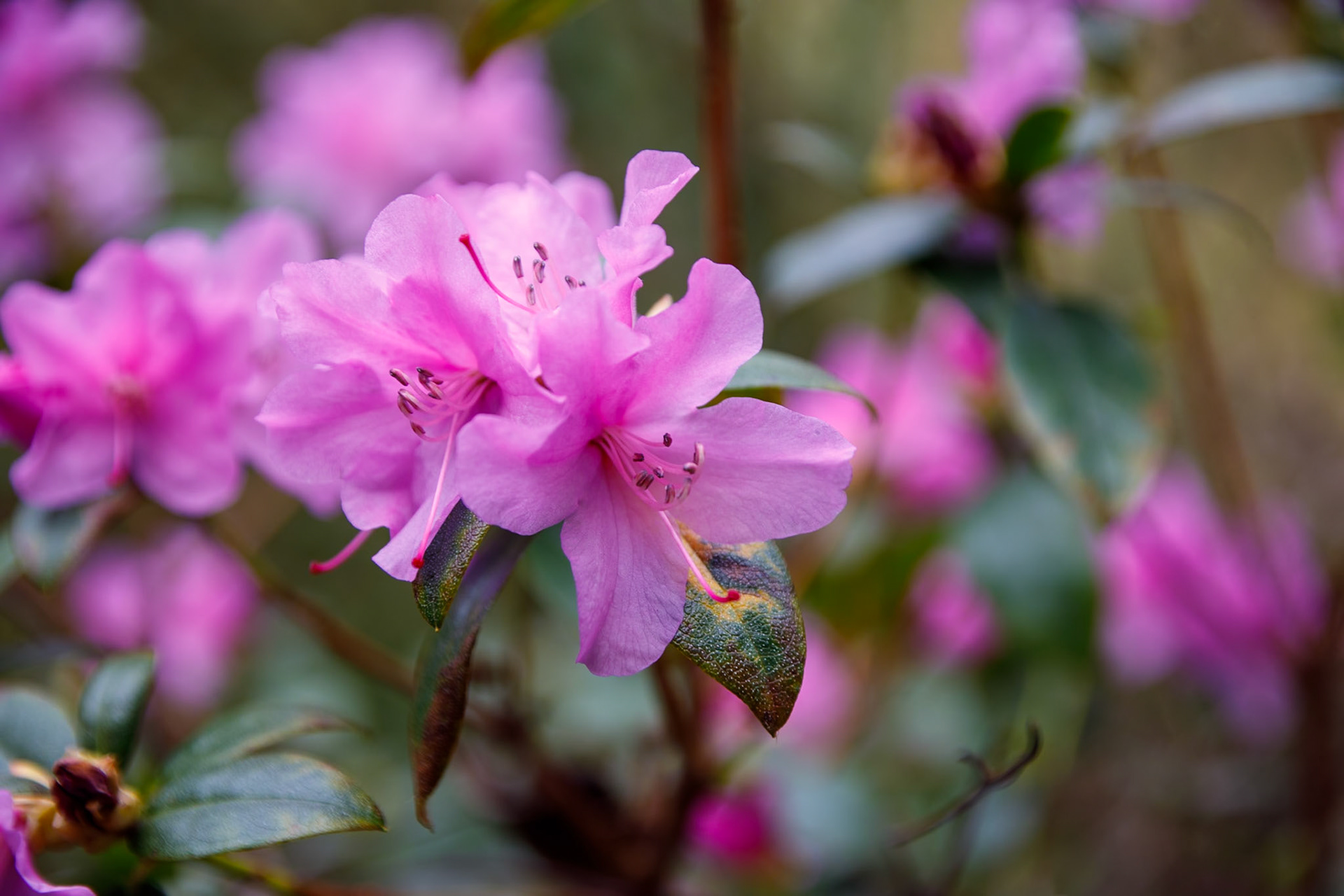 _2023-02-19__Canon__Canon EOS 5D Mark IV__ TAMRON 28-300mm F/3.5-6.3 Di VC PZD A010__f/5__1/100 sec__Staines Road__Wraysbury__England__51°27'18.9" N 0°33'18.7308" W