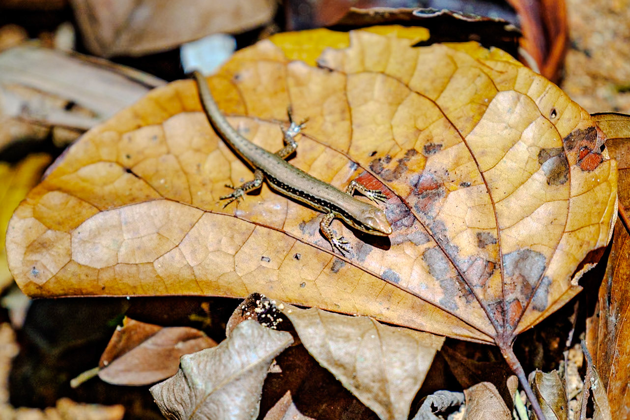 __2025-02-11__Canon__Canon EOS R3__ RF70-200mm F2.8 L IS USM__f/2.8__1/2500 sec______Thailand__8°54'52.092" N 98°31'21.816" E