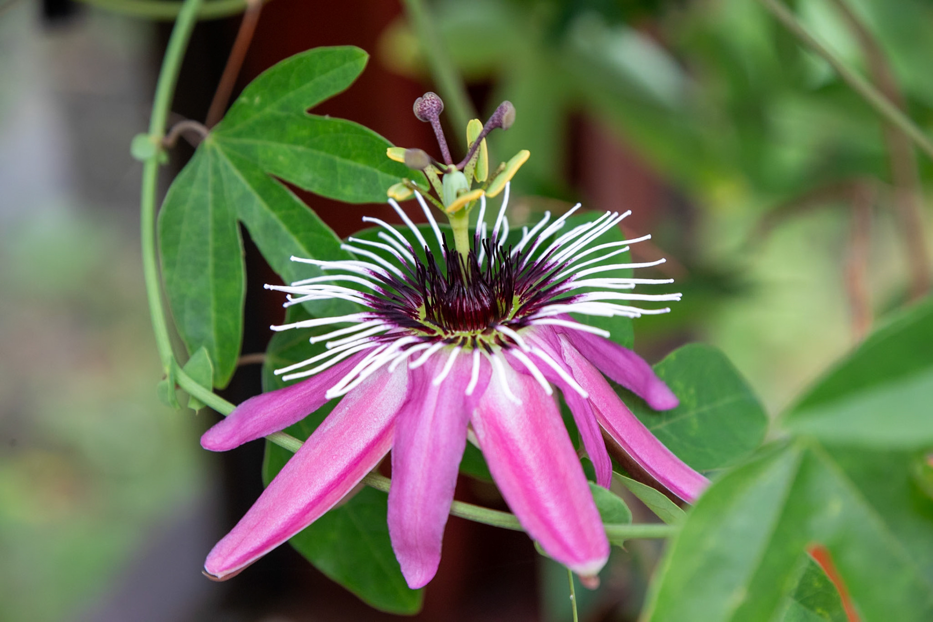 2023-09-01 13:19:27_TAMRON 28-300mm F/3.5-6.3 Di VC PZD A010_f/9_1/160 sec_Passiflora caerulea – Blue Passionflower  _Staines Road_Wraysbury_England_51°27'17.8308" N 0°33'17.7048" W