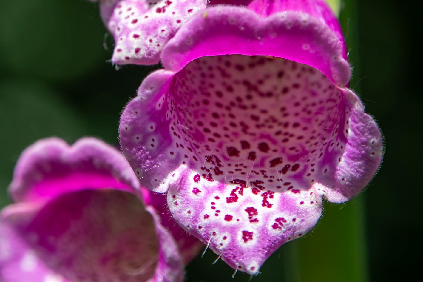 2023-05-26 13:05:09_TAMRON 28-300mm F/3.5-6.3 Di VC PZD A010_f/8_1/320 sec_ID: Digitalis purpurea — Common Foxglove_Staines Road_Wraysbury_England_51°27'18.5328" N 0°33'18.252" W