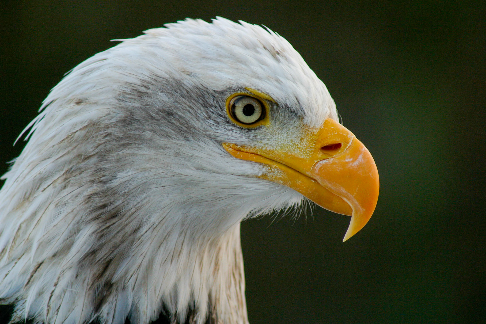 Bald Eagle__2004-12-26__Canon__Canon EOS D60__ 75.0-300.0 mm__f/6.7__1/350 sec________