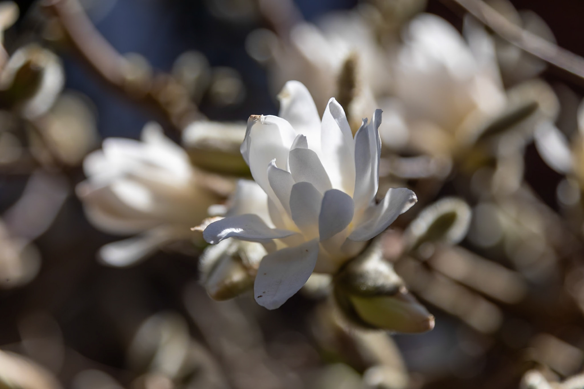 2023-03-14 14:23:26_TAMRON 28-300mm F/3.5-6.3 Di VC PZD A010_f/5.6_1/640 sec_Magnolia Stelata__Staines Road_Wraysbury_England_51°27'18.1008" N 0°33'18.468" W