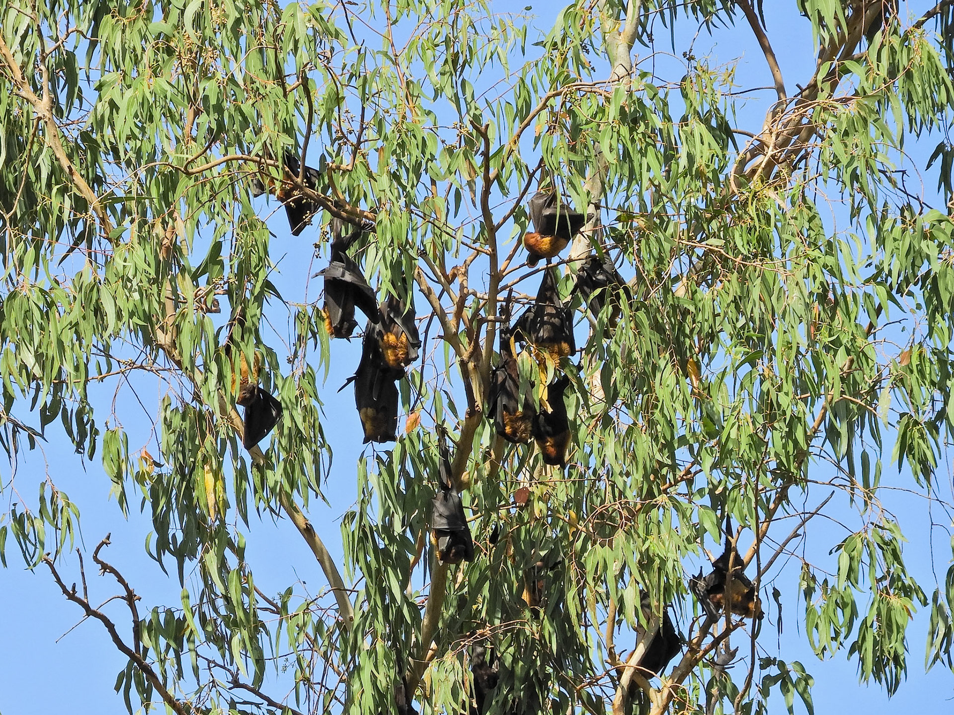 Indian Flying Foxes__2018-02-22__Nikon__Coolpix B700__ __f/5.6__1/320 sec__NH27__Khakhri__India__24°46'49.8432" N 73°29'19.176" E
