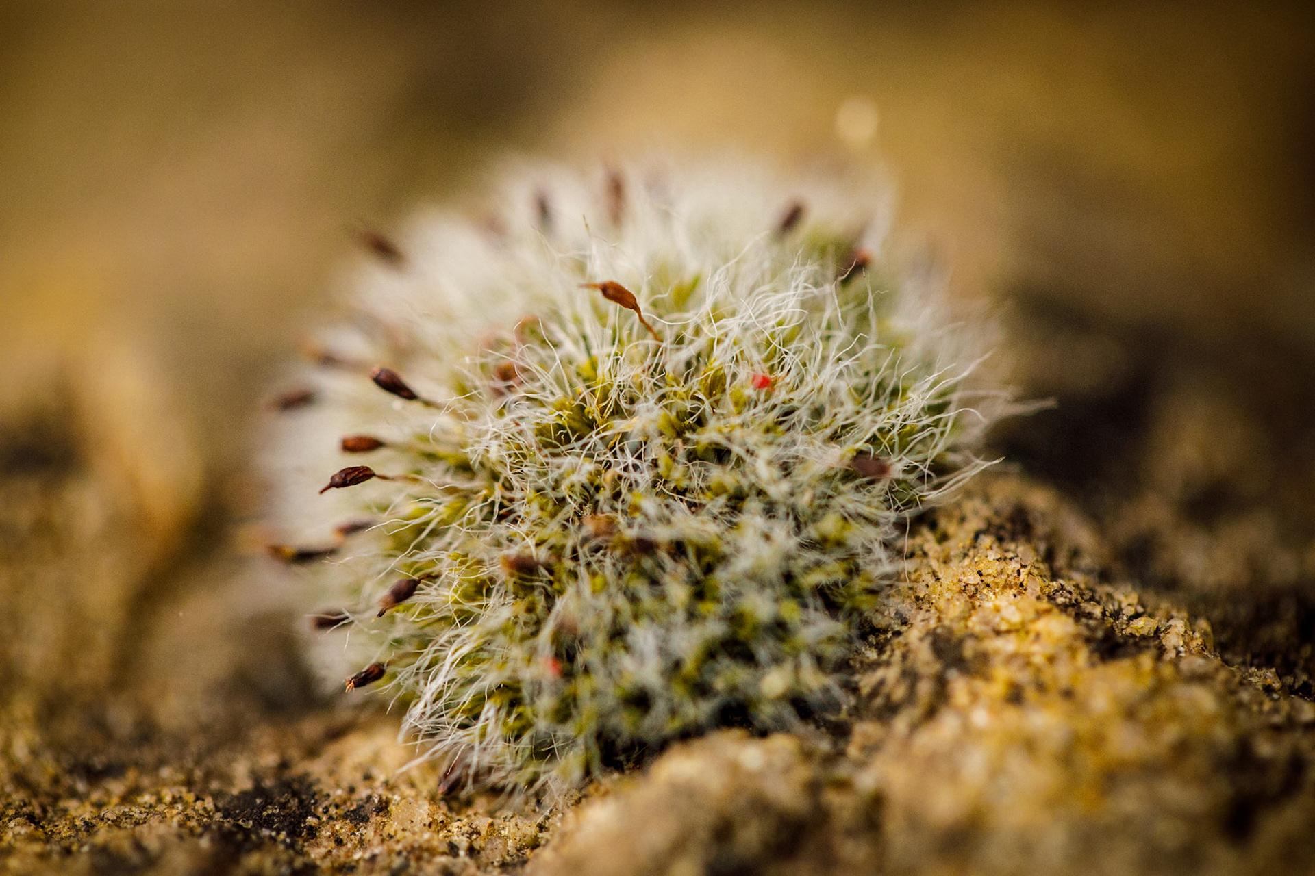 2024-06-06 11:49:21_EF100mm f/2.8L Macro IS USM_f/2.8_1/8000 sec_Possibly a moss capsule cluster with sporophytes – a macro view showing fine white filaments (setae) and brown spore capsules. Identification uncertain; likely a desiccation-tolerant bryophyte._Staines Road_Wraysbury_England_51°27'19.2168" N 0°33'19.152" W