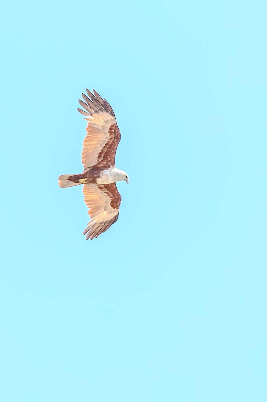 2025-03-02 11:23:02_RF70-200mm F2.8 L IS USM_f/5.6_1/800 sec_Uttarakit Road_Krabi Noi_Thailand_8°3'46.368" N 98°55'9.8508" E