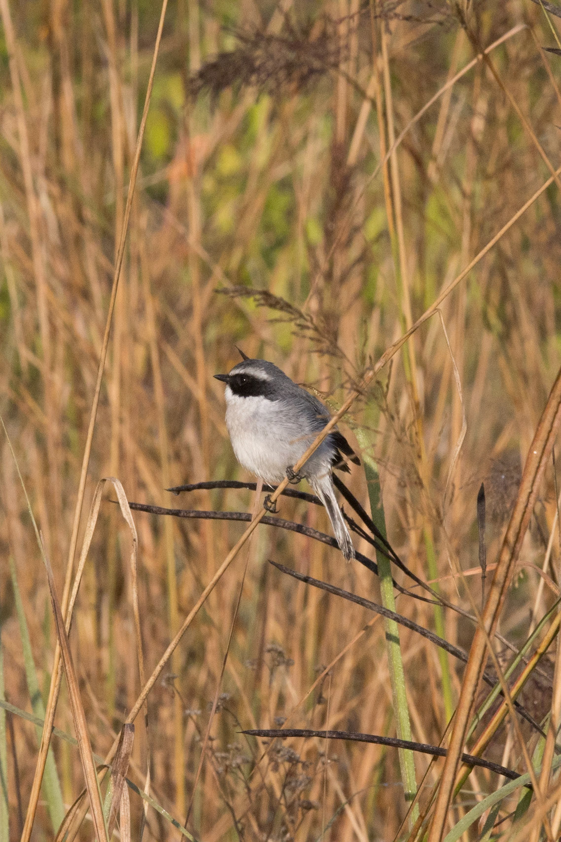 Grey Bush Chat__2025-11-30__Canon__Canon EOS R3__ RF100-500mm F4.5-7.1 L IS USM__f/32__1/800 sec____Sultan FRH__India__29°32'30.3144" N 79°3'25.092" E