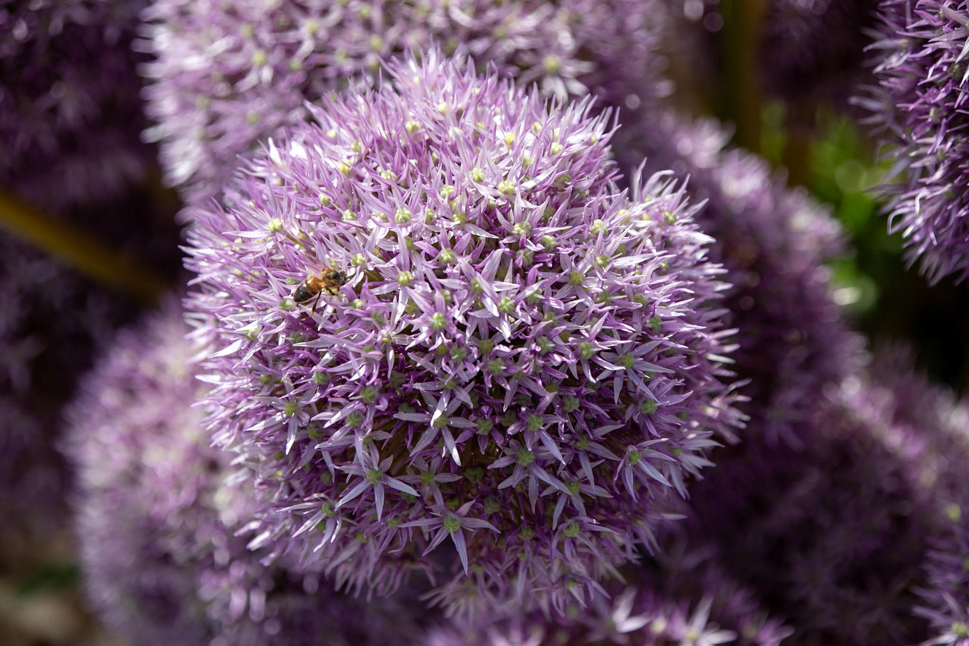 2023-09-05 13:24:04_TAMRON 28-300mm F/3.5-6.3 Di VC PZD A010_f/6.3_1/1000 sec_Allium giganteum – Ornamental OnionVisitor: Honeybee (Apis mellifera)Portsmouth Road_Woking_England_51°18'52.9812" N 0°28'26.4612" W