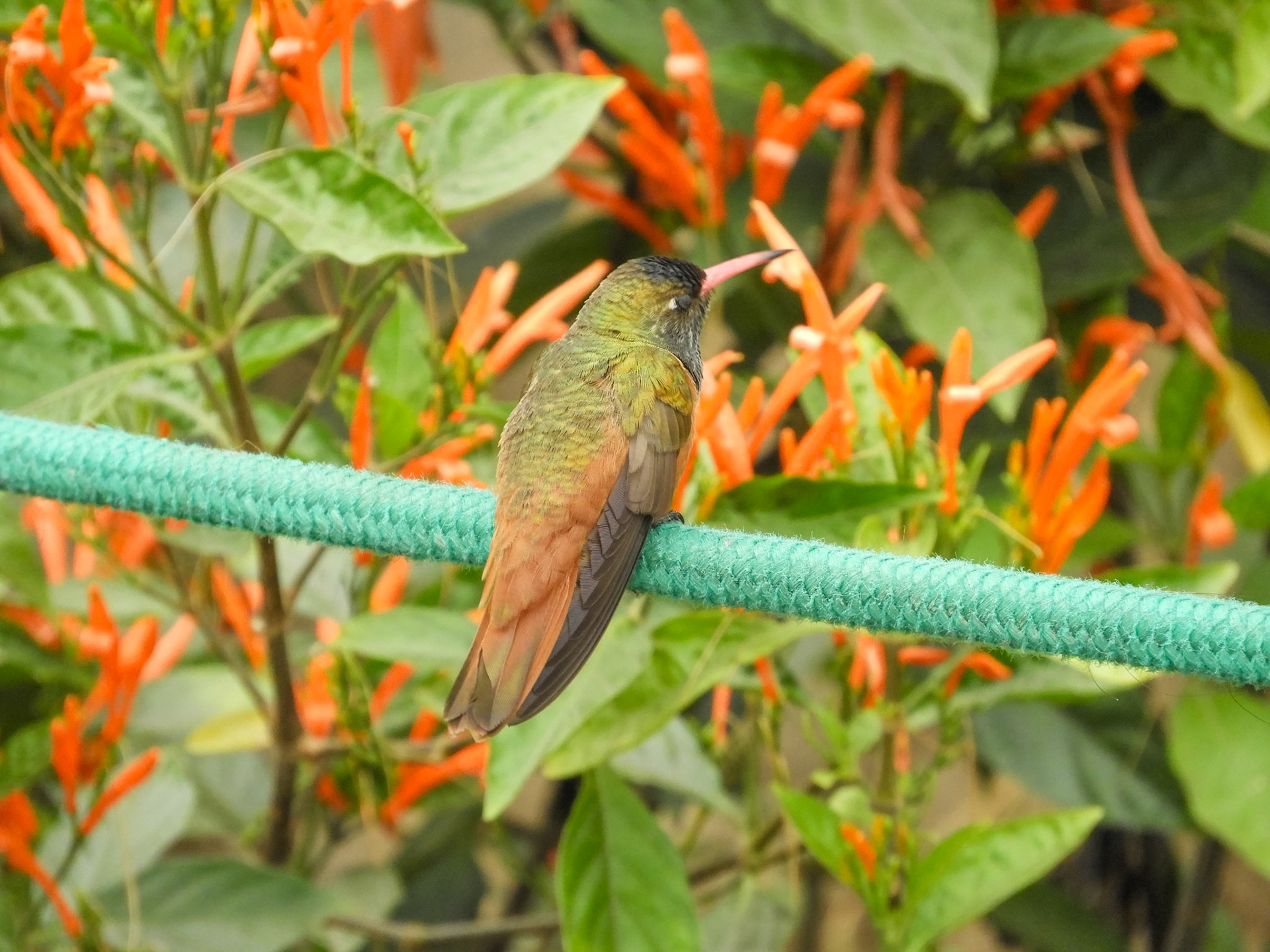 Buff Bellied Hummingbird__2018-10-14__Nikon__Coolpix B700__ __f/5.6__1/200 sec________