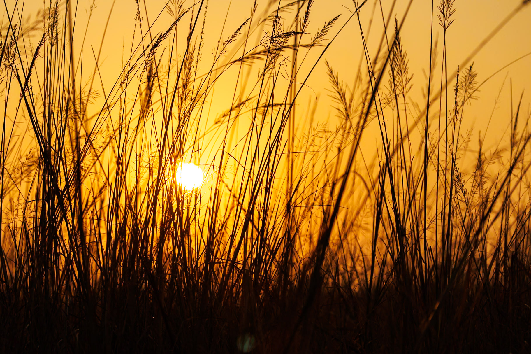 __2025-12-01__Canon__Canon EOS R3__ RF100-500mm F4.5-7.1 L IS USM__f/4.5__1/2000 sec____Dhela FRH__India__29°24'52.452" N 78°59'50.7264" E