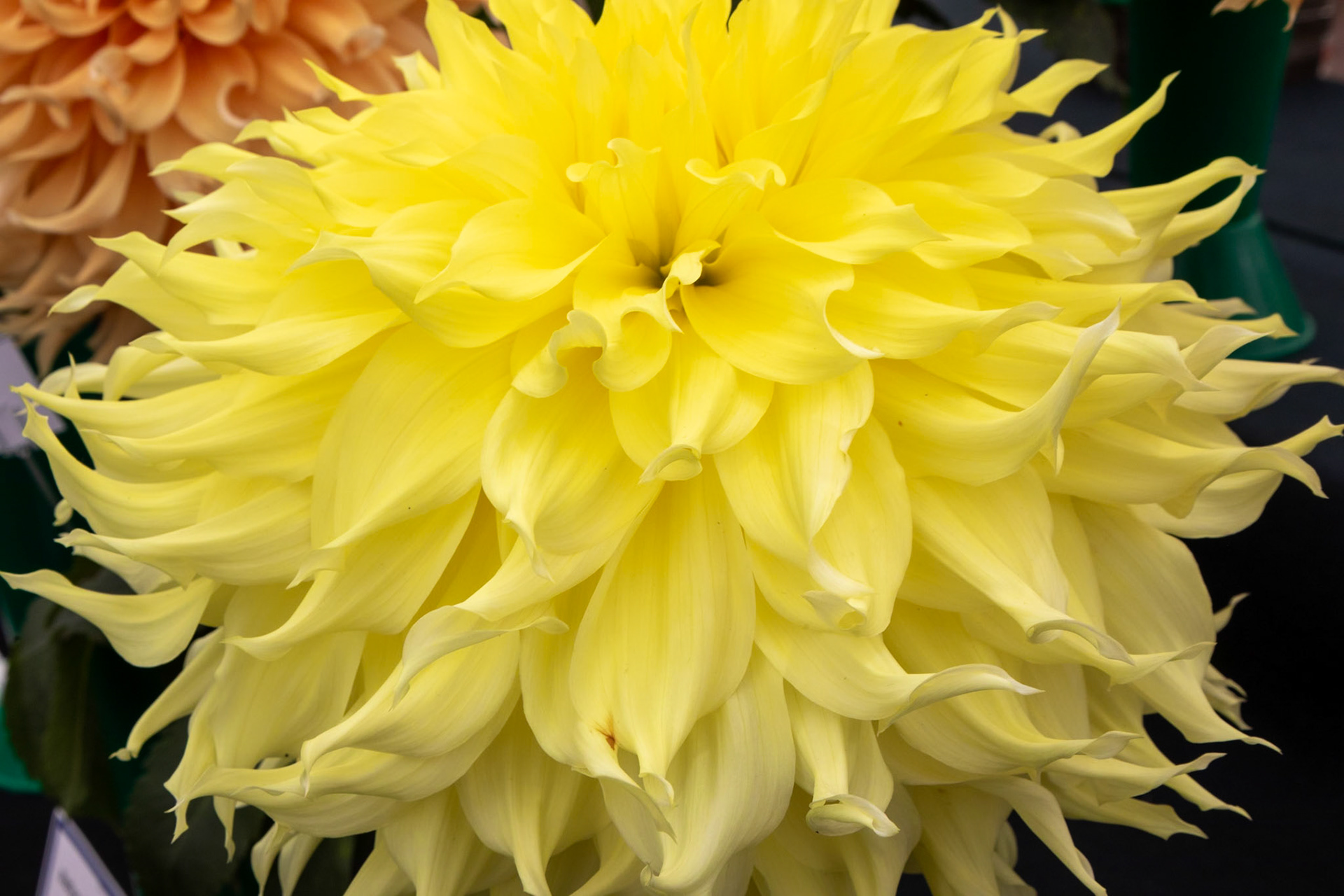 2023-09-05 13:42:44_TAMRON 28-300mm F/3.5-6.3 Di VC PZD A010_f/18_1/80 sec_Dahlia cultivar – Decorative or Dinner Plate type _Portsmouth Road_Woking_England_51°18'55.638" N 0°28'26.4108" W