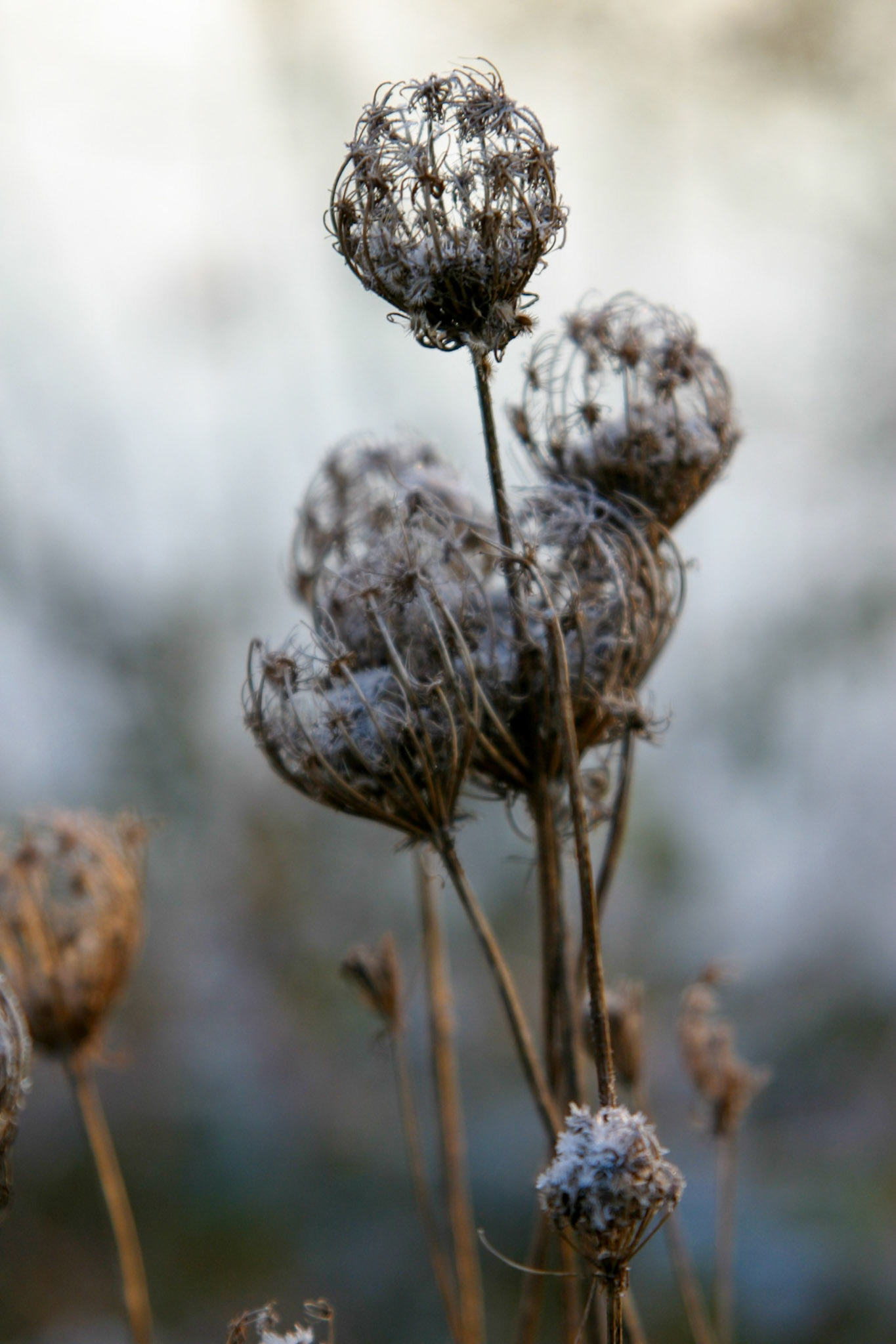 _2009-03-18__Canon__Canon EOS D60__ __f/4.5__1/125 sec________