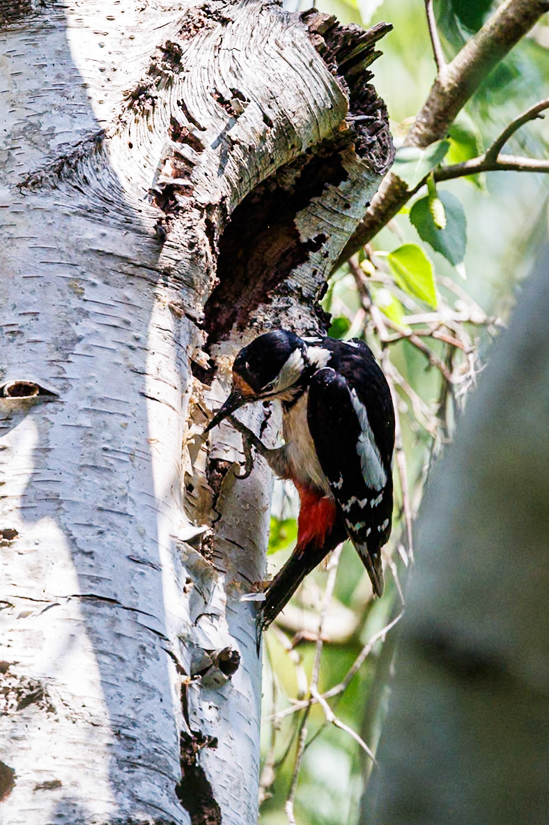 Great Spotted Woodpecker__27/05/2026 16:11:48.680__Canon__Canon EOS R3__ RF100-500mm F4.5-7.1 L IS USM__f/7.1__1/1000 sec__Old School Court__Wraysbury__England__51°27'18.9828" N 0°33'19.3788" W