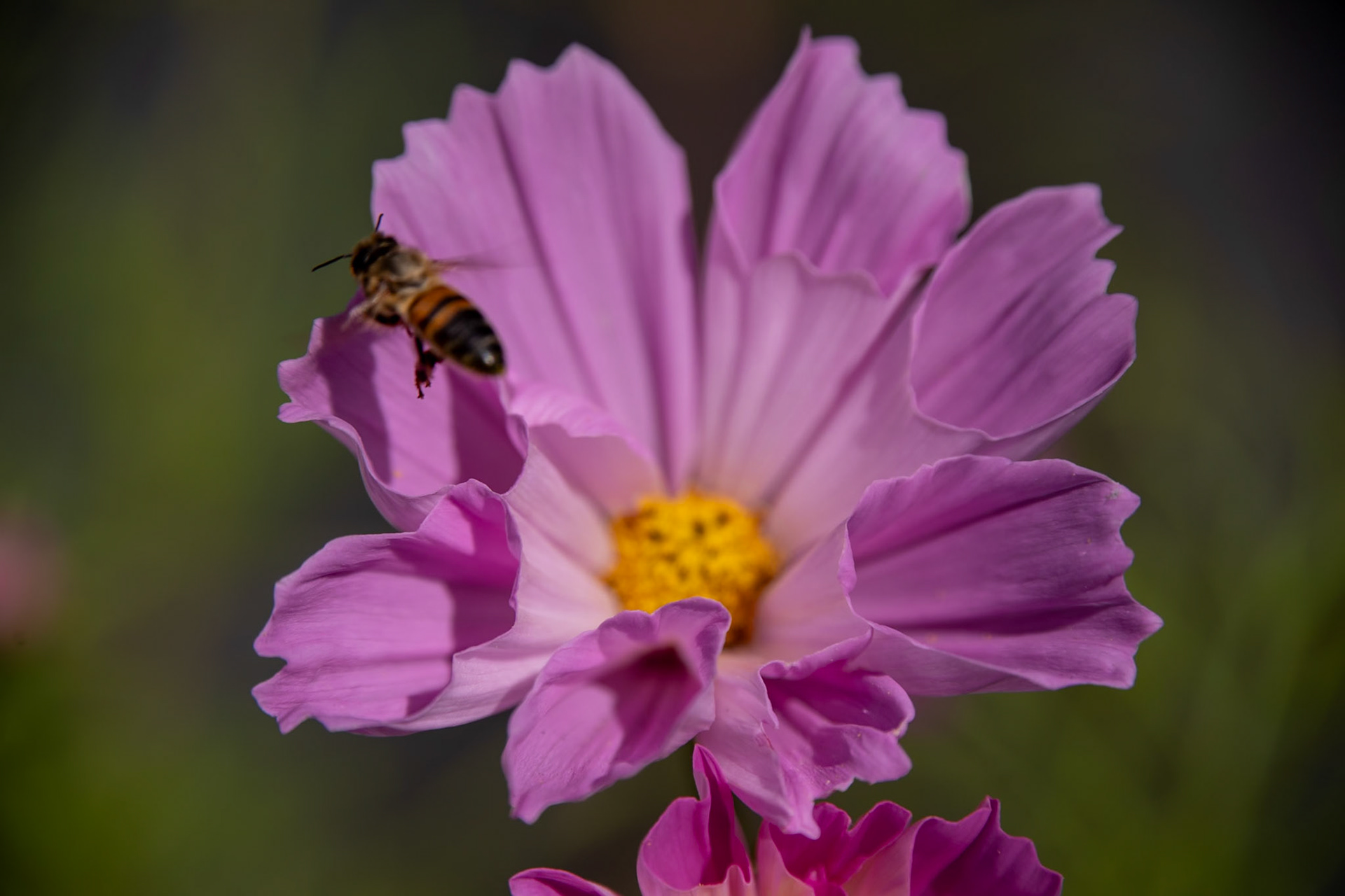 _2023-08-17__Canon__Canon EOS 5D Mark IV__ TAMRON 28-300mm F/3.5-6.3 Di VC PZD A010__f/6.3__1/1250 sec__Staines Road__Wraysbury__England__51°27'18.4428" N 0°33'17.6292" W