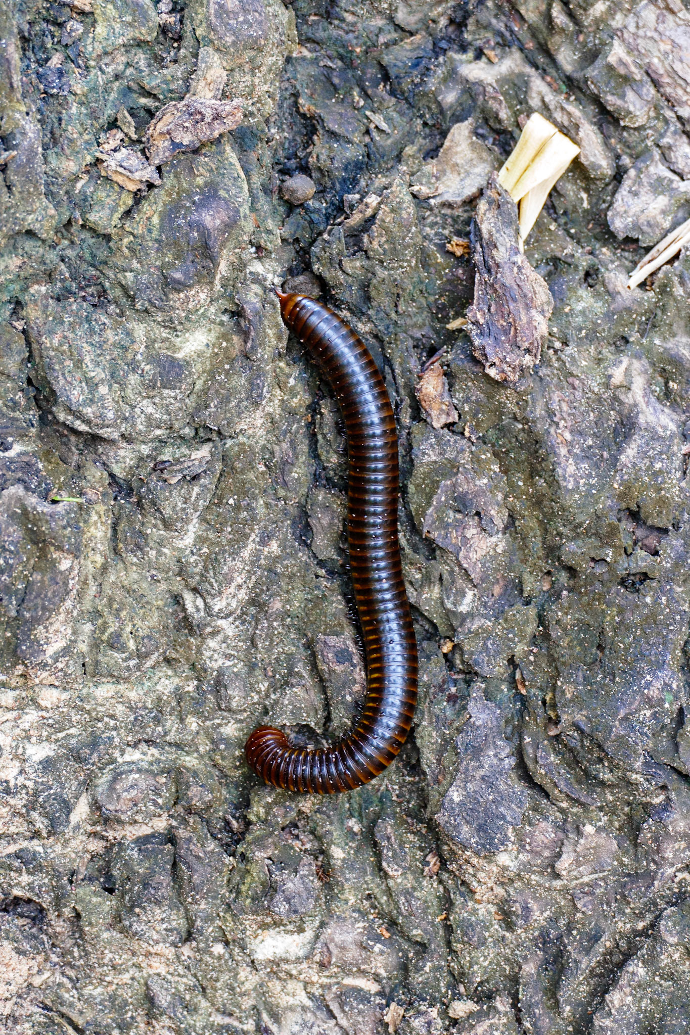 Millipede__2019-09-29__Panasonic__DMC-FZ1000__ __f/4__1/100 sec__Causeway of Banteay Srei__Ankor Wat__Cambodia__13°35'55.6872" N 103°57'45.0864" E