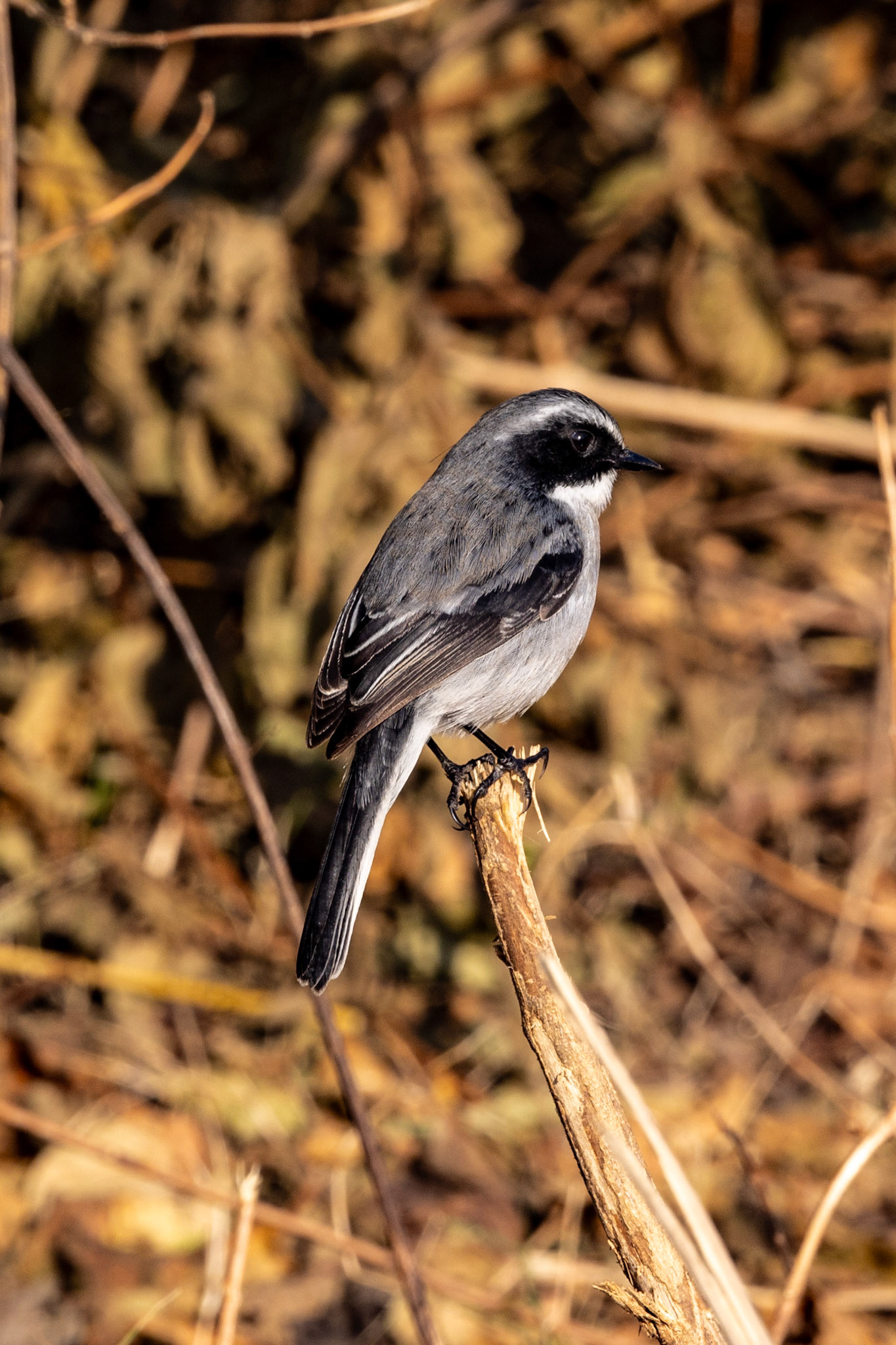 Grey Bush Chat__2025-12-01__Canon__Canon EOS R3__ RF100-500mm F4.5-7.1 L IS USM__f/14__1/160 sec____Ramnagar__India__29°26'25.638" N 78°57'34.0488" E