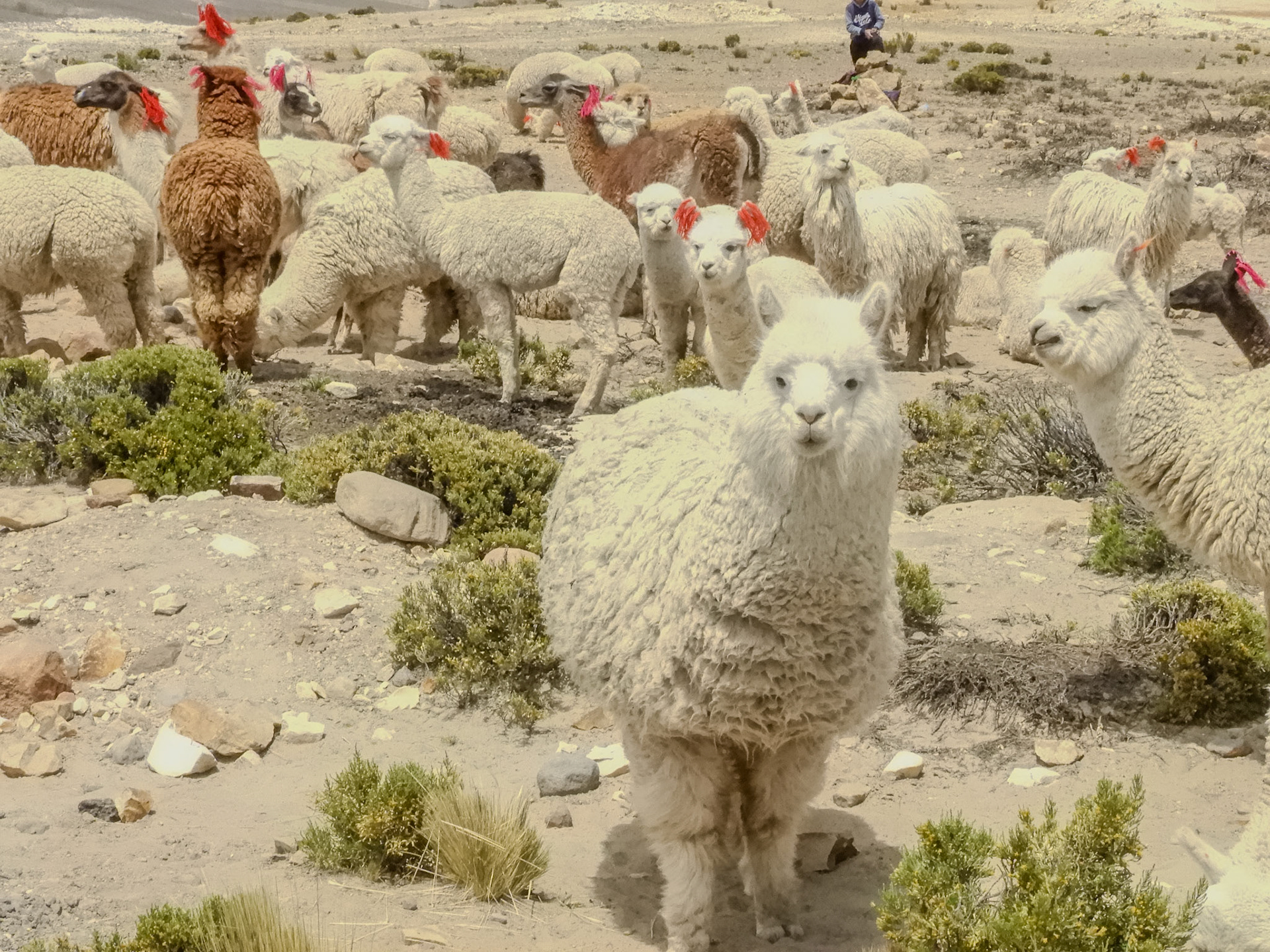 _2018-10-27__Coolpix B700__ __f/8__1/3200 sec__Ruta 34__Yura__Peru__15°57'42.3288" S 71°22'37.5168" W_