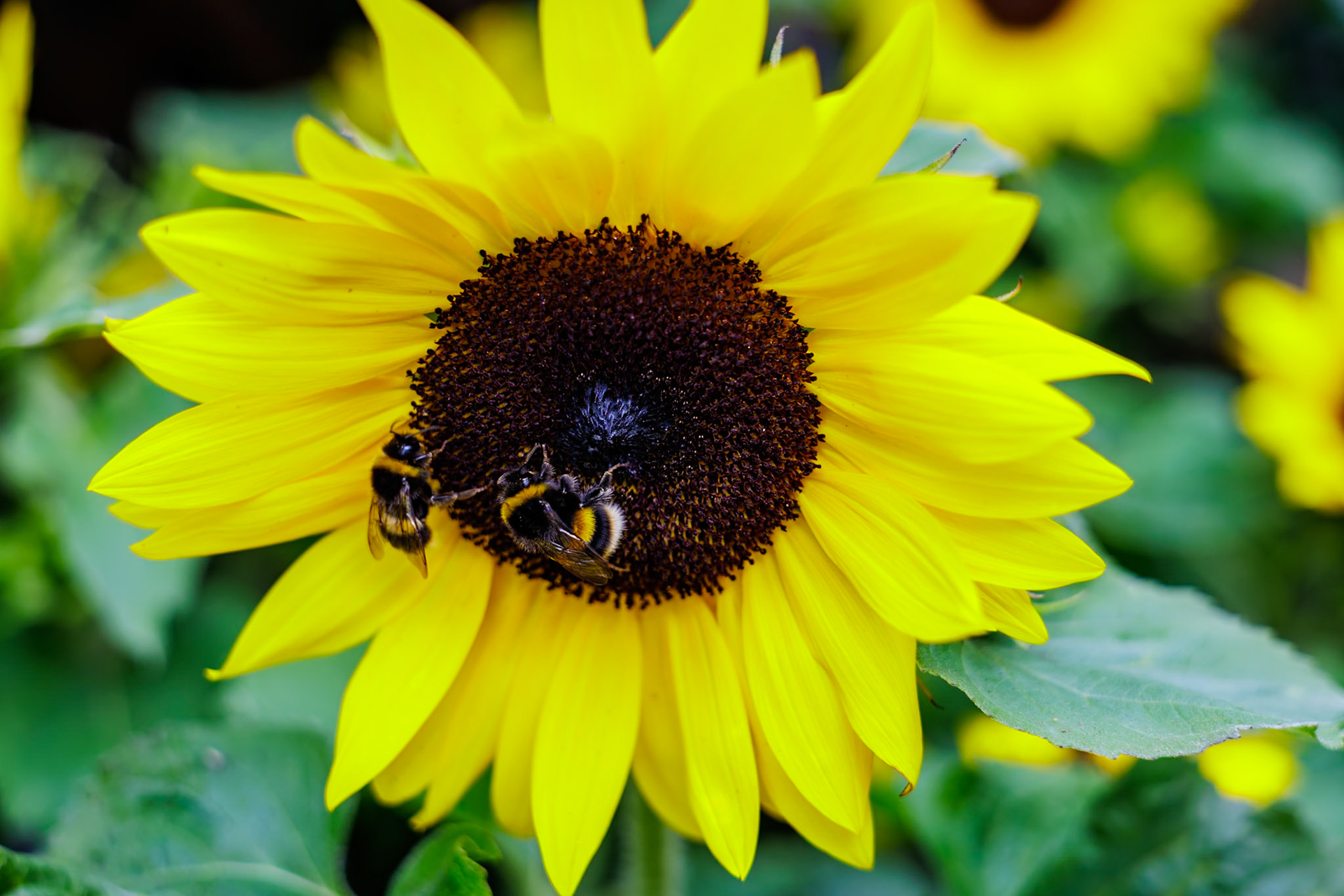 _2025-07-08__Canon__Canon EOS R3__ RF28-70mm F2.8 IS STM__f/4__1/160 sec__London Road__Surrey Heath__England__51°22'22.8648" N 0°41'3.1272" W
