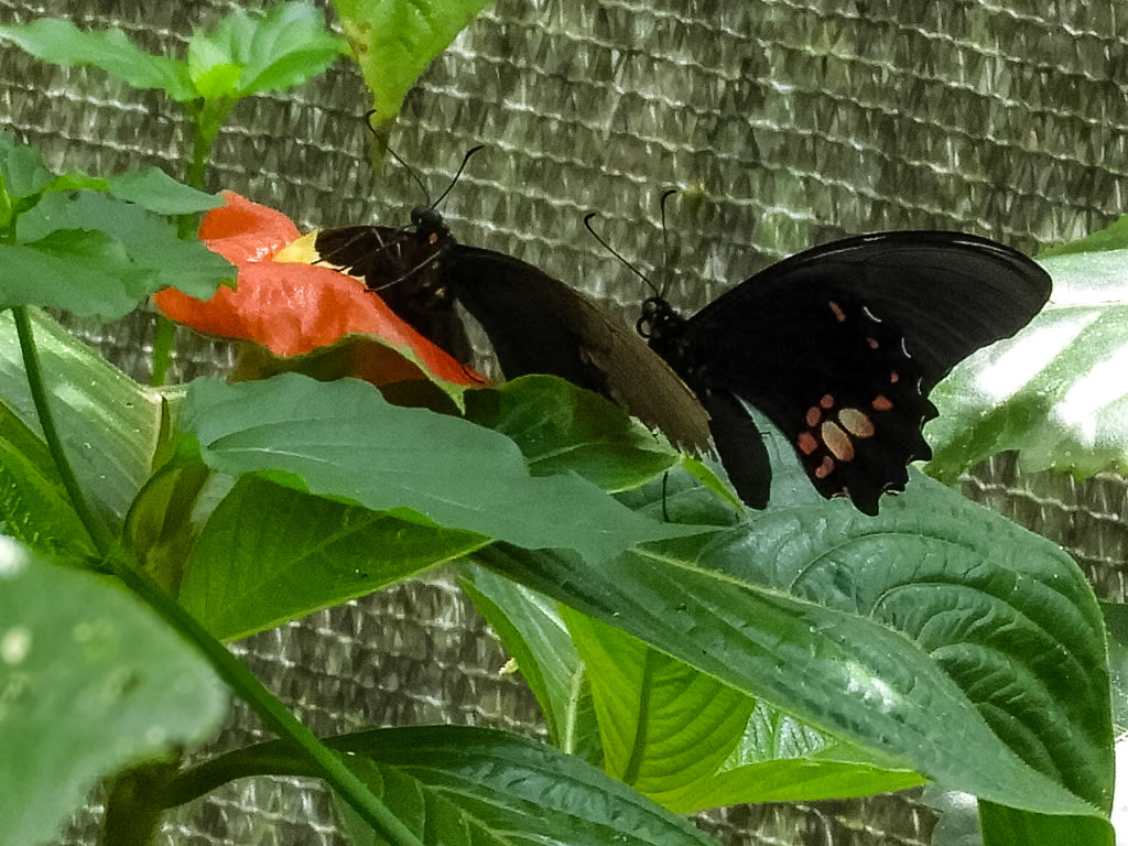 Red-spotted Swallowtail__2018-11-07__Nikon__Coolpix B700__ __f/5__1/60 sec__Vía Aeropuertoo__Tambopata__Peru__12°36'0.9972" S 69°13'13.584" W