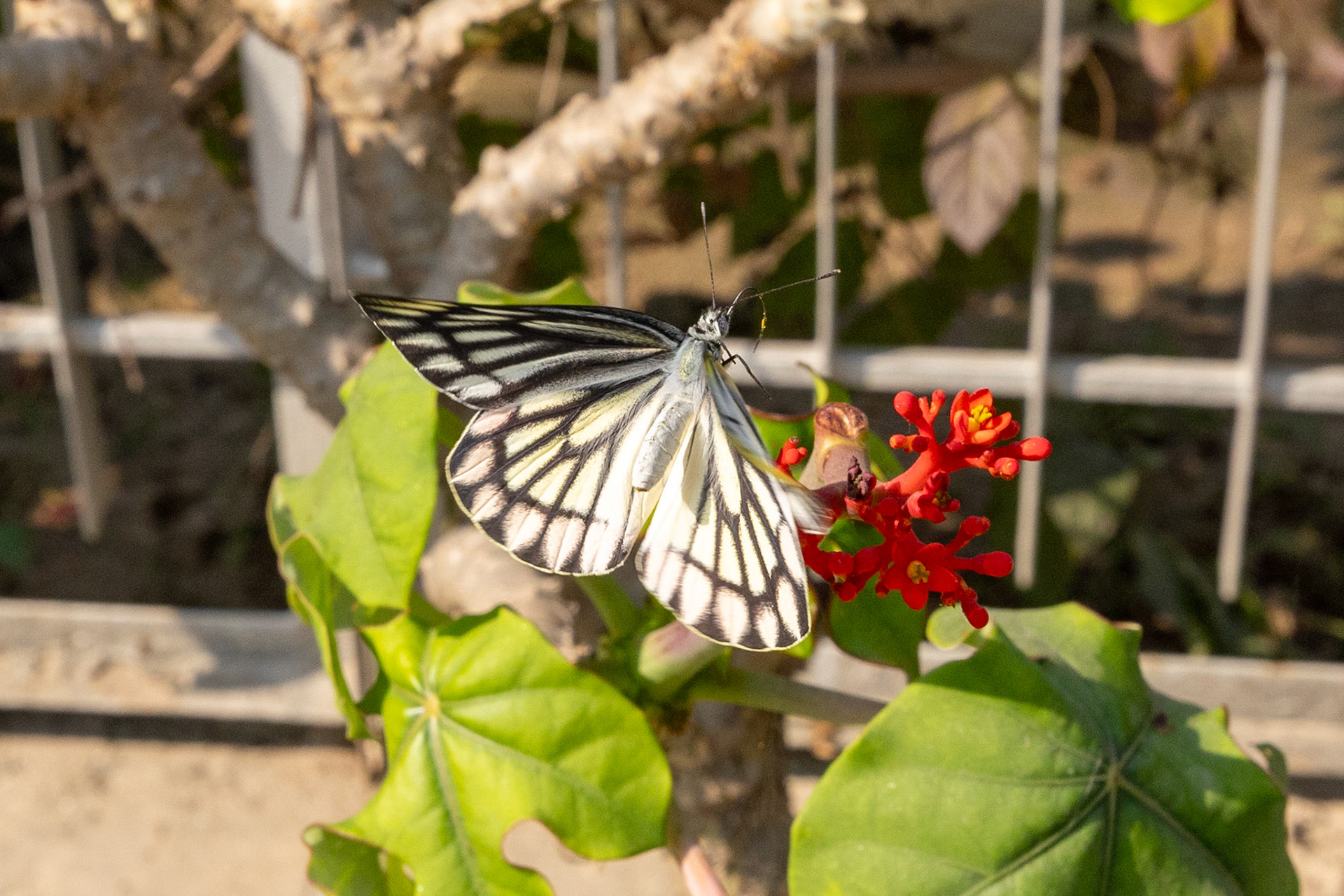 Jezebel__2025-11-28__Canon__Canon EOS R3__ RF15-35mm F2.8 L IS USM__f/11__1/1000 sec__La Martiniere Marg__Lucknow__India__26°50'23.01" N 80°57'44.5212" E