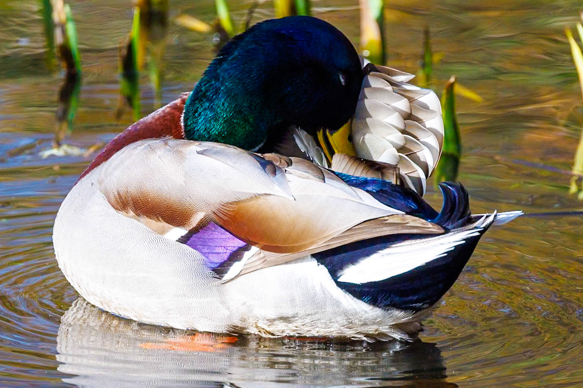 Mallard__2026-02-25__Canon__Canon EOS R3__ RF100-500mm F4.5-7.1 L IS USM__f/8__1/1000 sec__Rhododendron Ride__Borough of Runnymede__England__51°25'24.3012" N 0°35'41.406" W