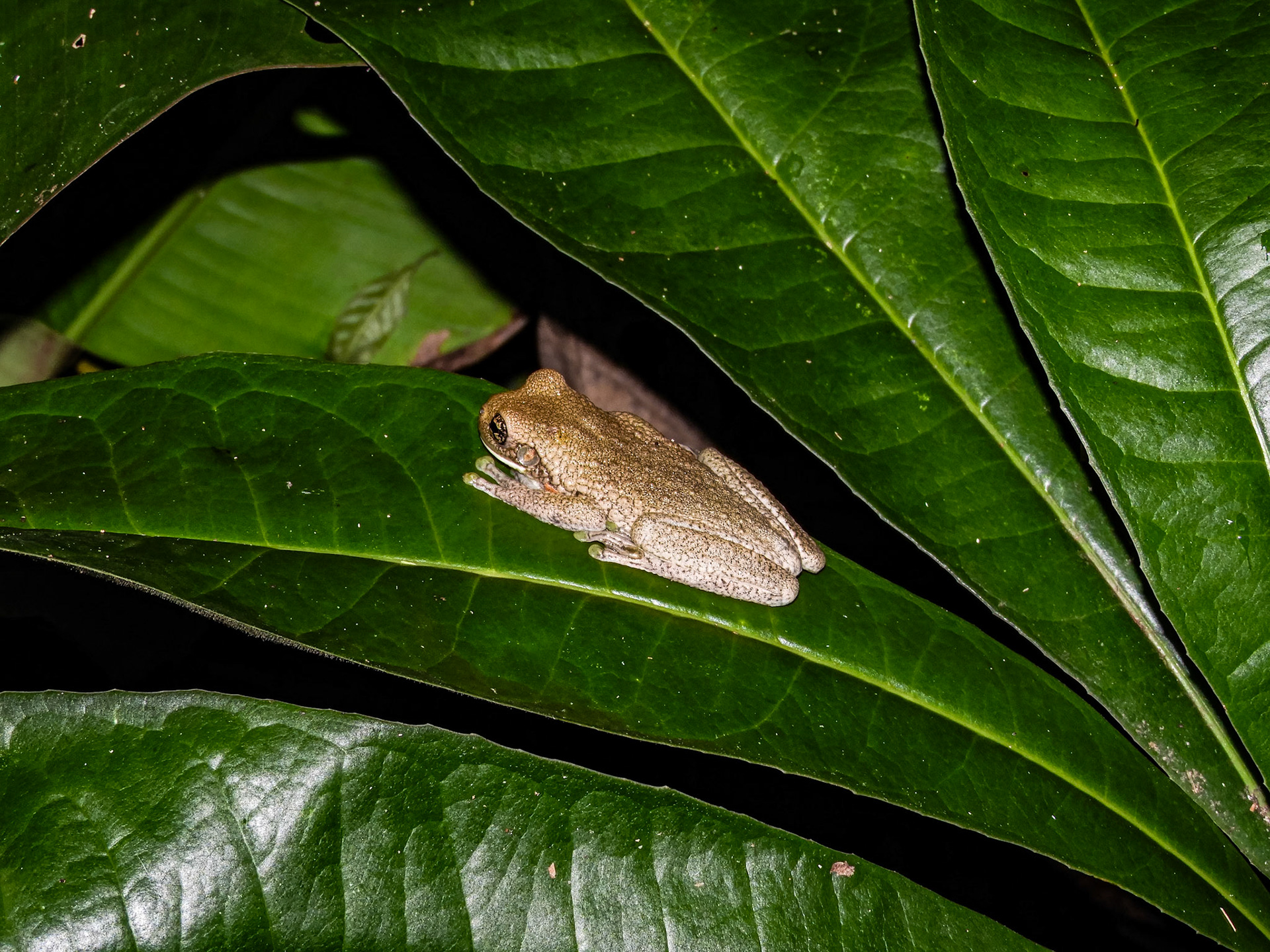 Cuban Tree Frog__2018-11-06__Nikon__Coolpix B700__ __f/5__1/60 sec____Las Piedras__Peru__12°32'28.0068" S 69°3'11.3472" W