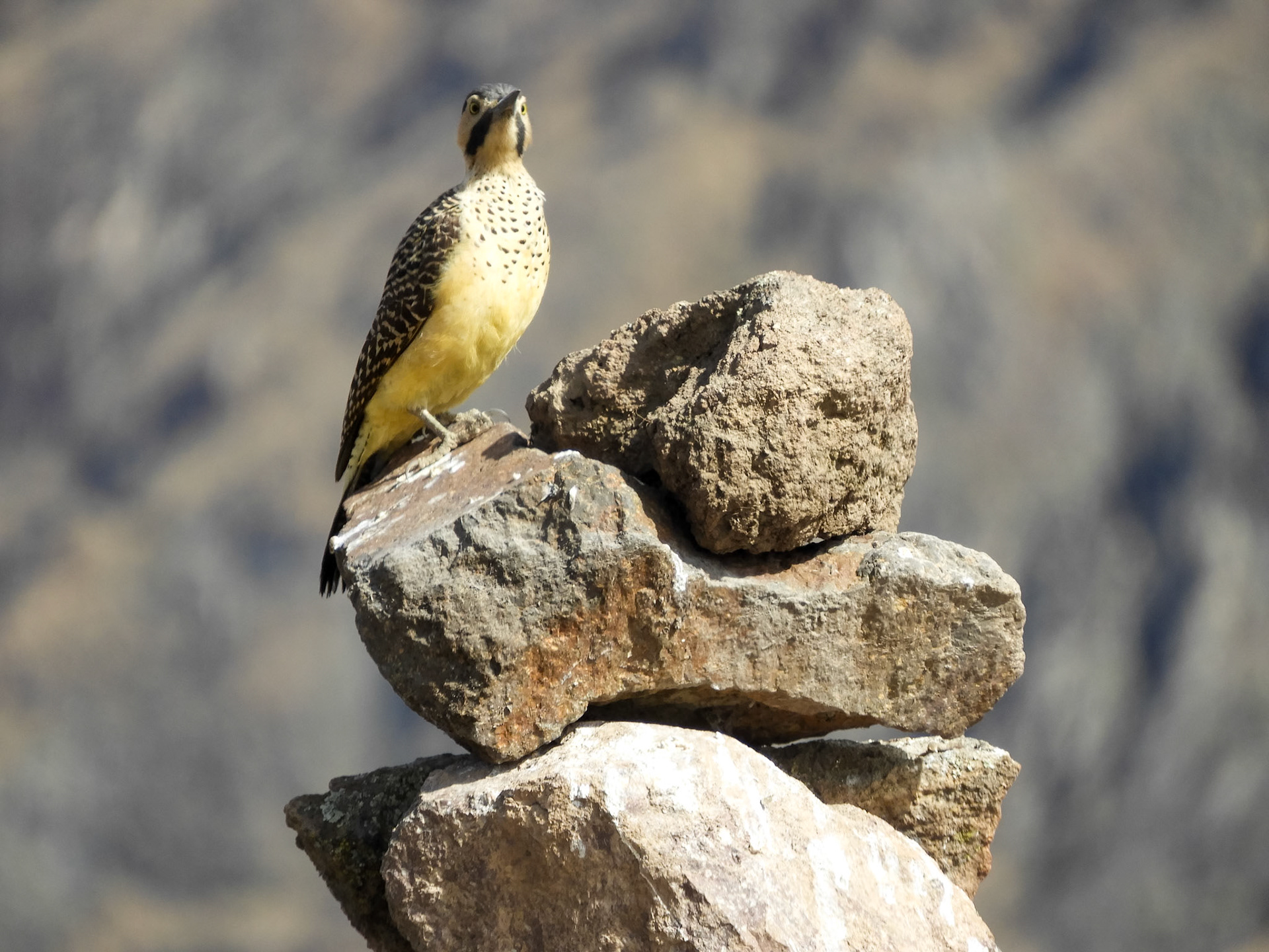 Andean Flicker__2018-10-28__Nikon__Coolpix B700__ __f/5.6__1/400 sec__Carretera Longitudinal del Colca__Cabanaconde__Peru__15°36'28.8972" S 71°53'43.7892" W
