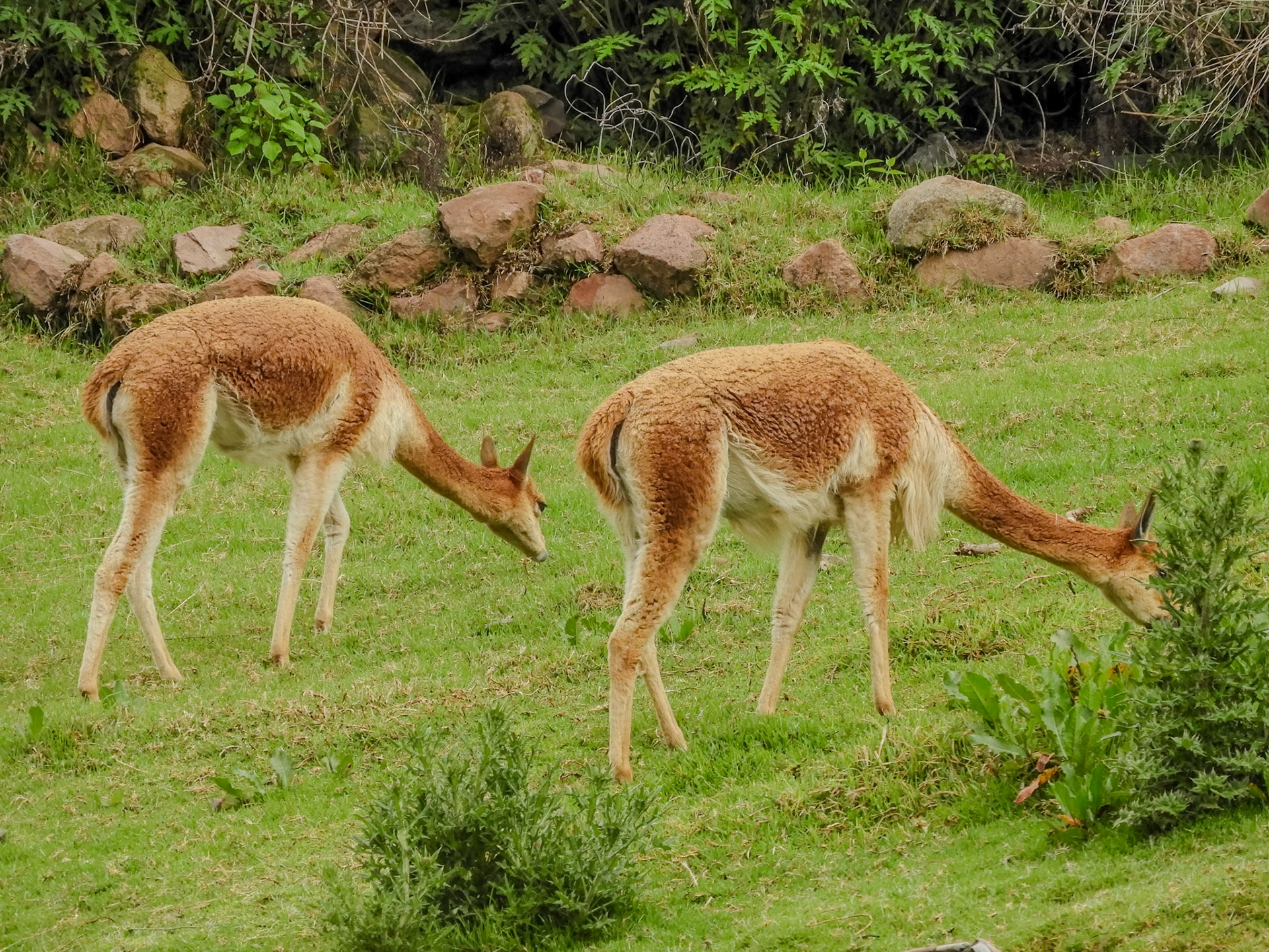 2018-11-20 16:38:15__f/5.6_1/250 sec_Carretera Cusco- Pisac_Taray_Peru_13°27'59.8932" S 71°53'30.3612" W