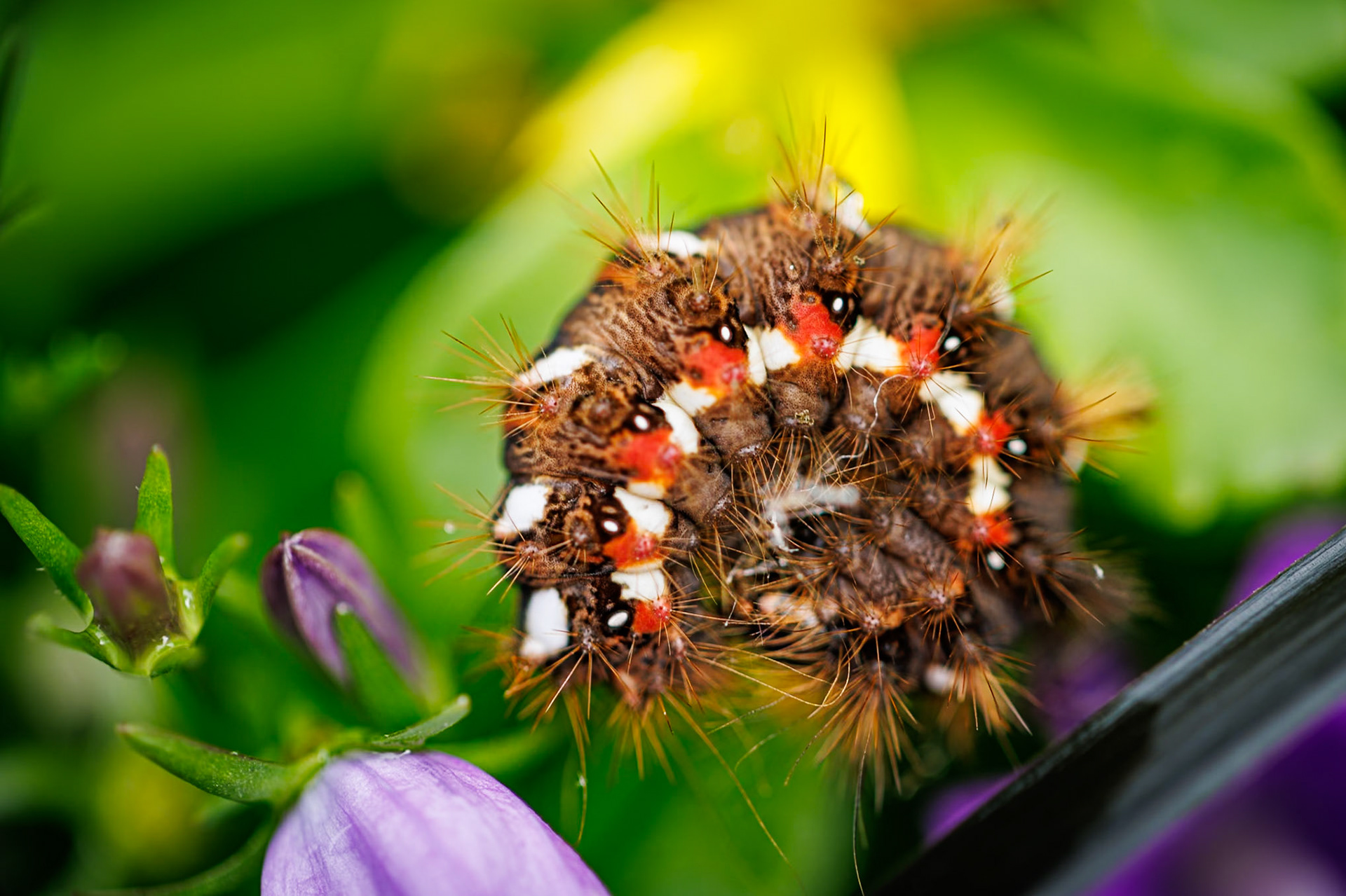Knot Grass Moth Caterpillar__2024-10-02__Canon__Canon EOS R3__ EF100mm f/2.8L Macro IS USM__f/2.8__1/60 sec__Staines Road__Wraysbury__England__51°27'18.8748" N 0°33'17.4888" W